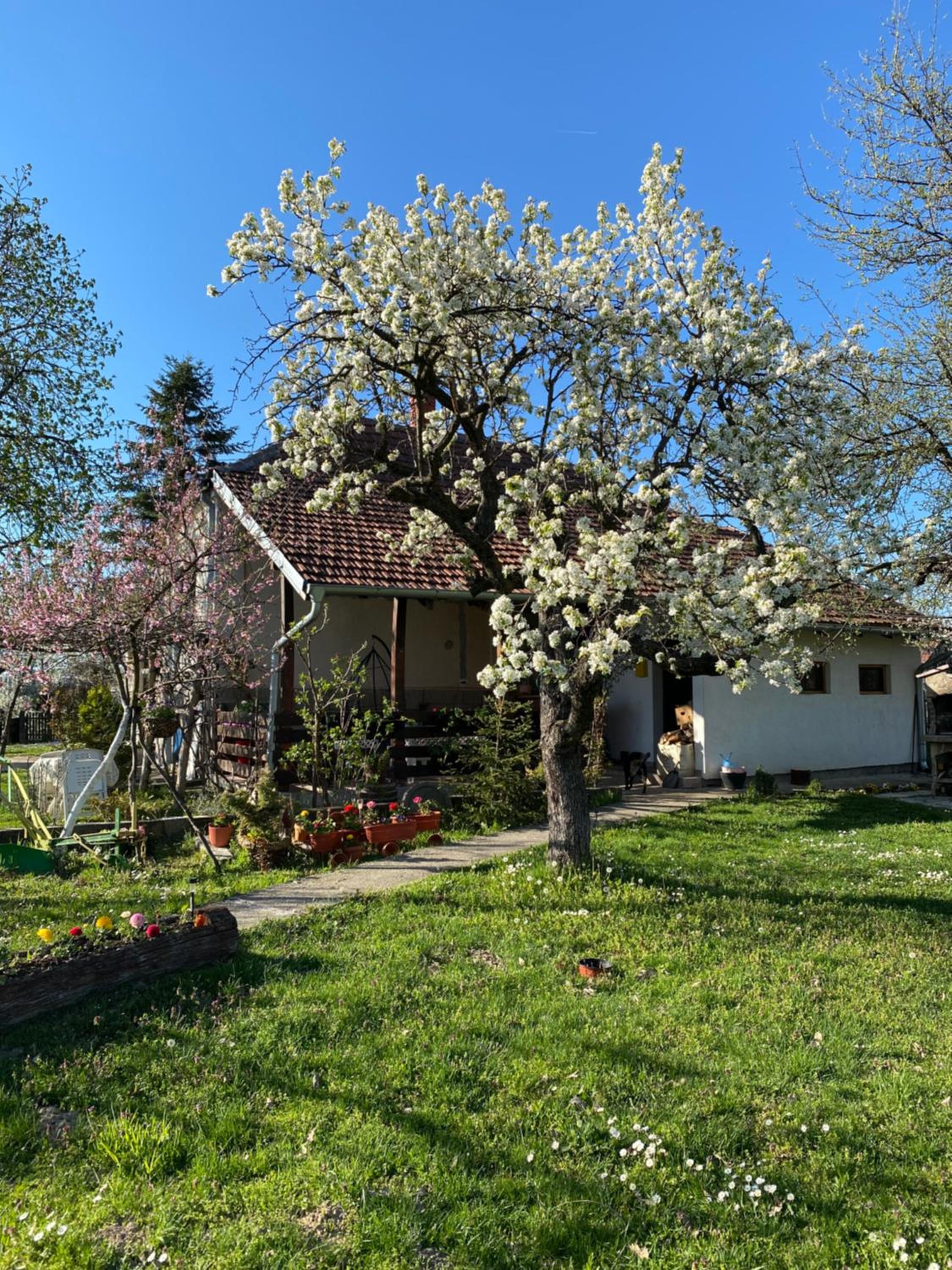 Bukovički mir
