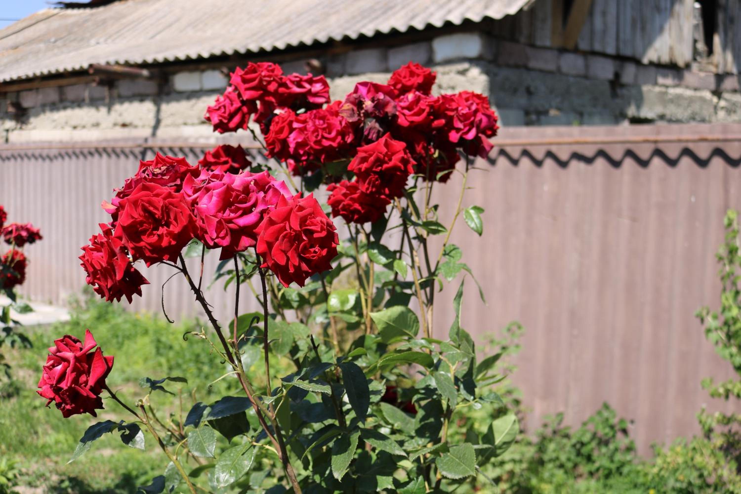 Villa Shamakhyan Dilijan