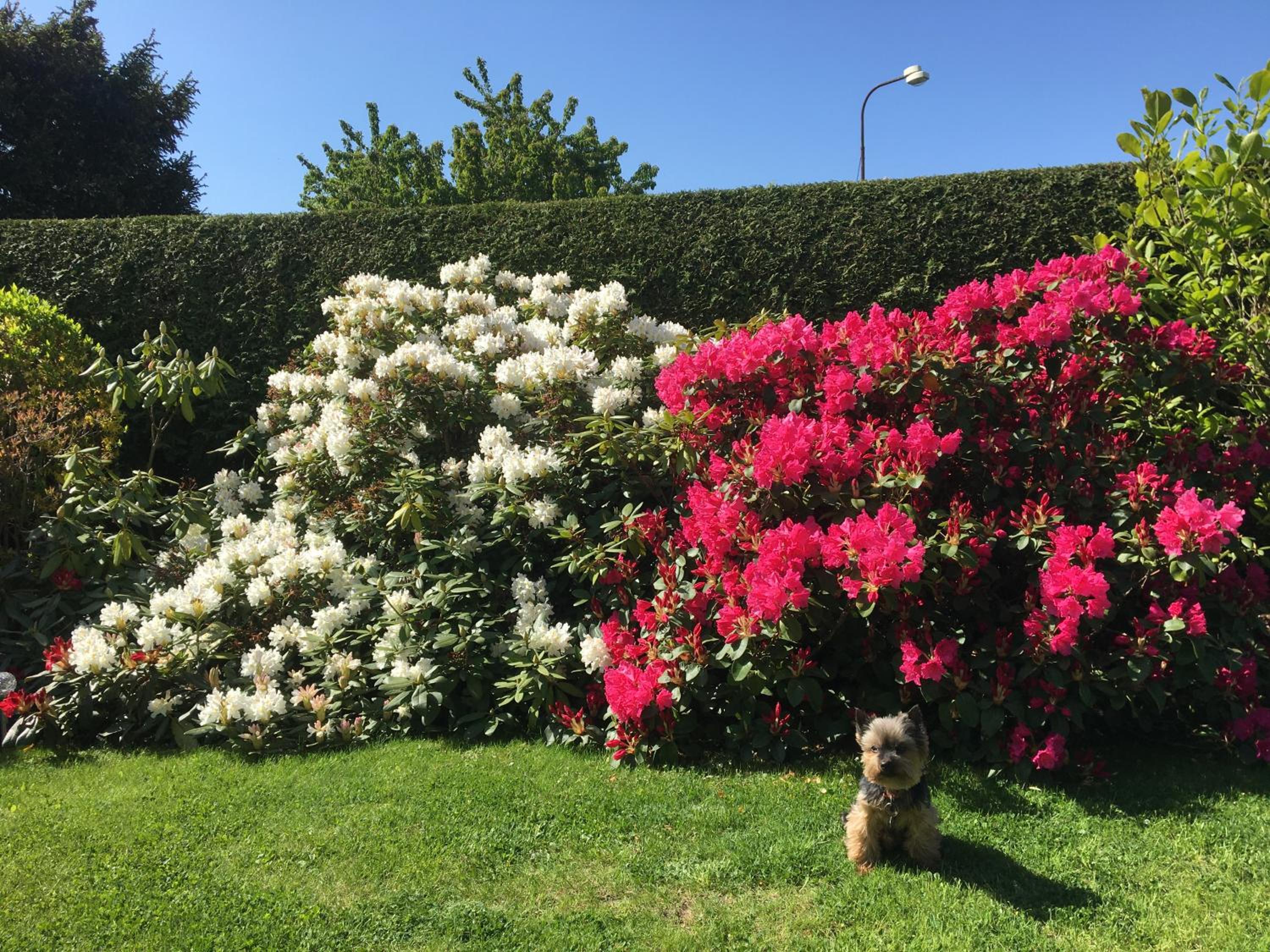 Pension B&B