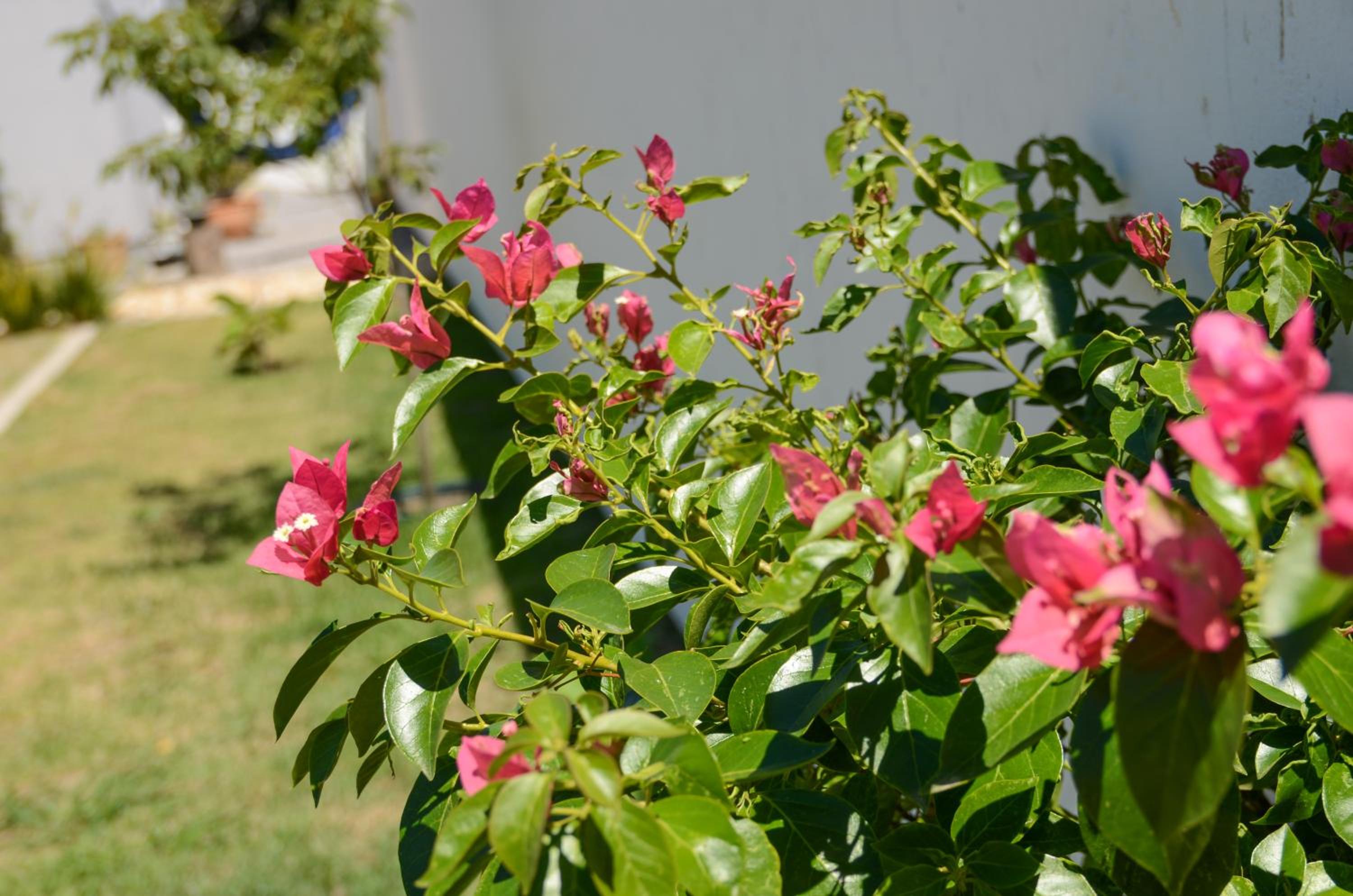 Photo 43
