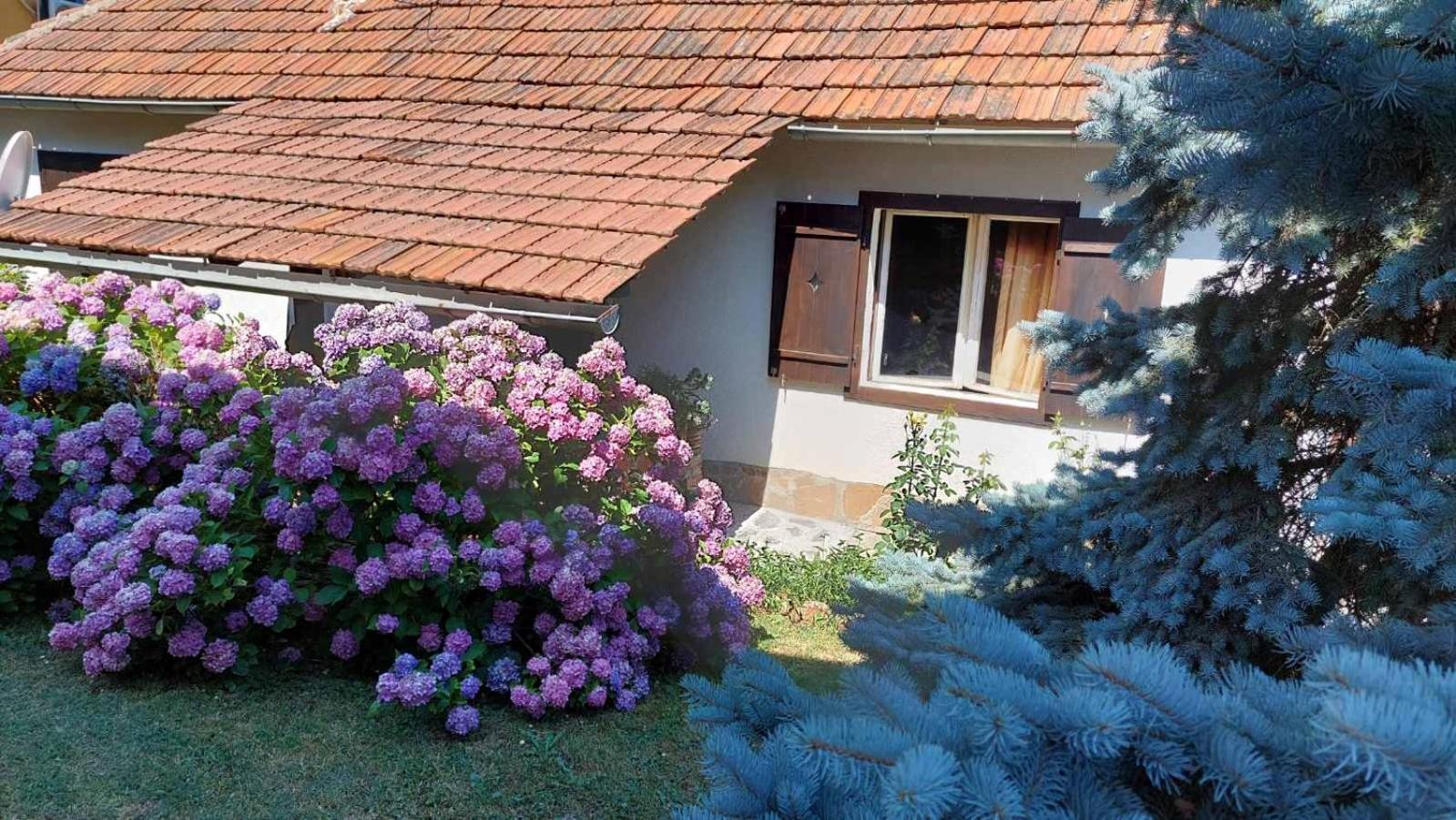 Apartman Nebojša