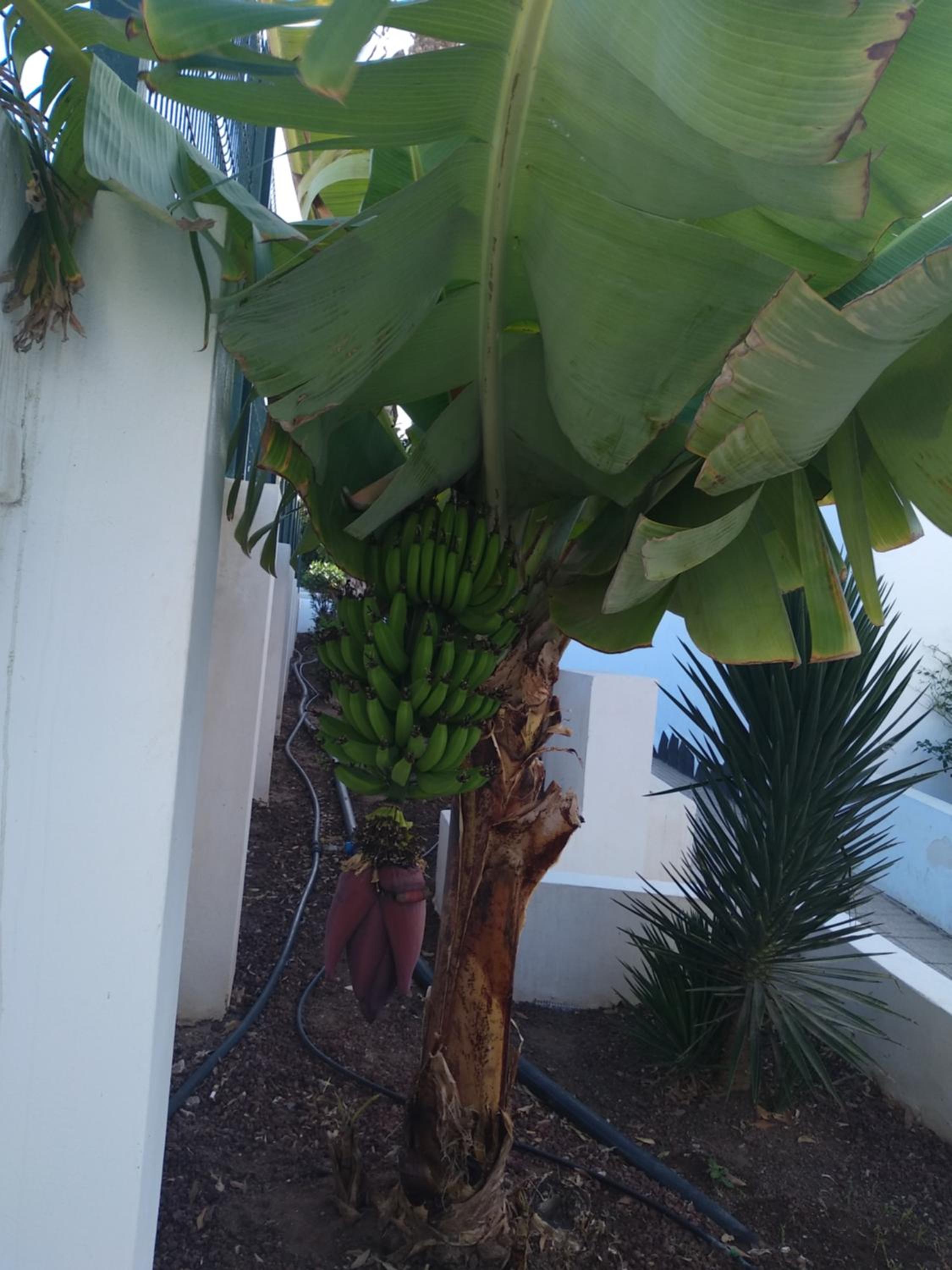 Apartamento AMA TENERIFE grande terraza
