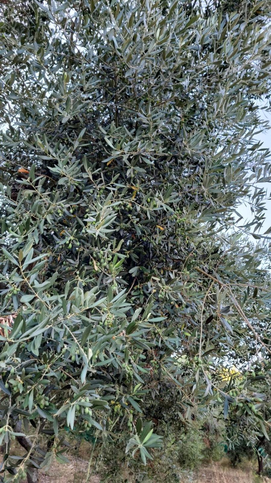 Agriturismo Gli Antichi Sapori Di Anna Coppola - con stazione di ricarica veicoli elettrici