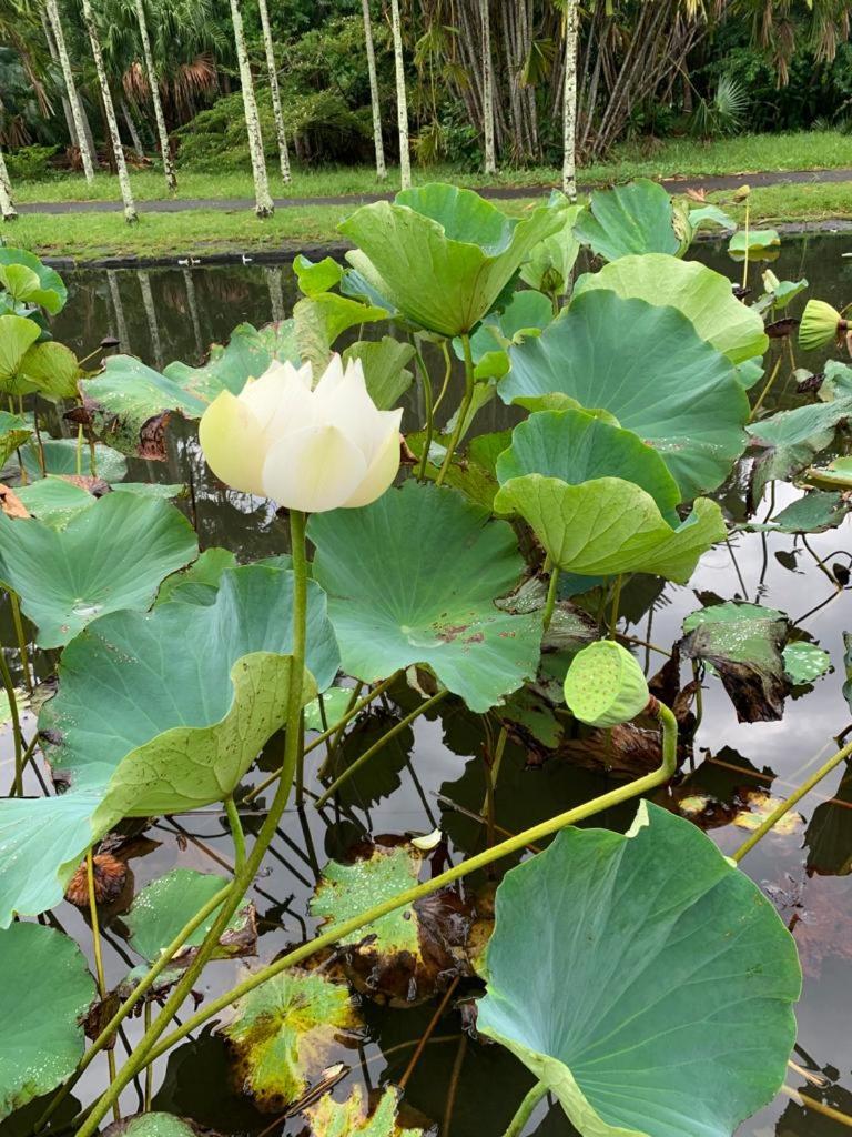 Appartement neuf à Trou aux Biches photo 4