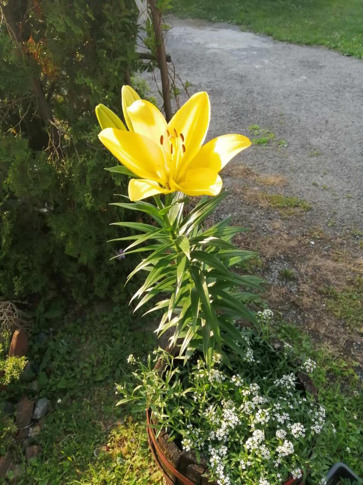 Apartman Nebojša