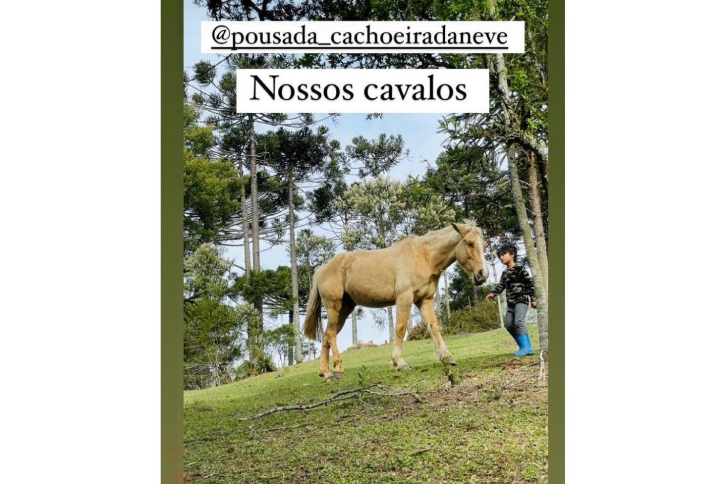 Floresta Secreta- Pousada Cachoeira da Neve