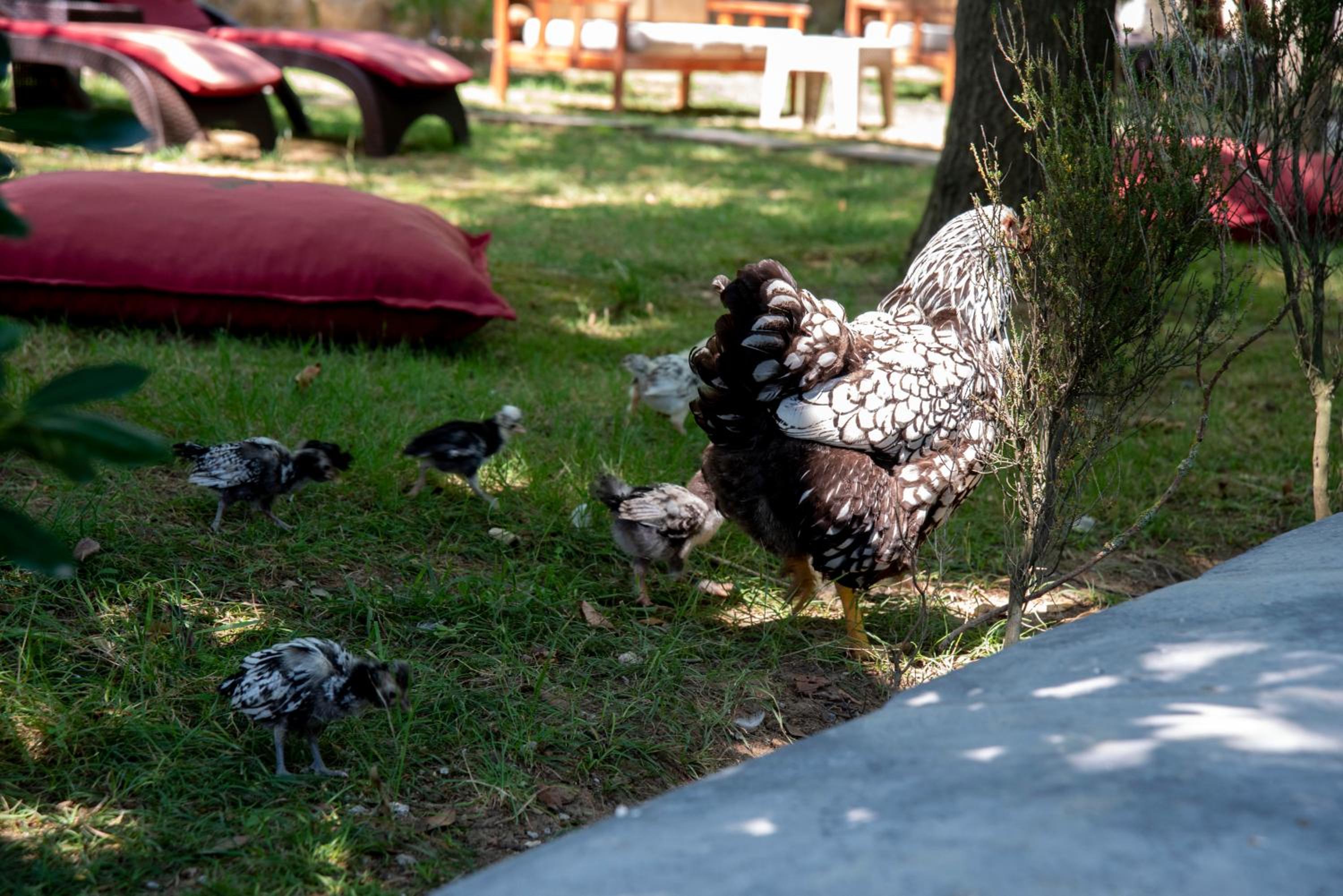 Fener Motel