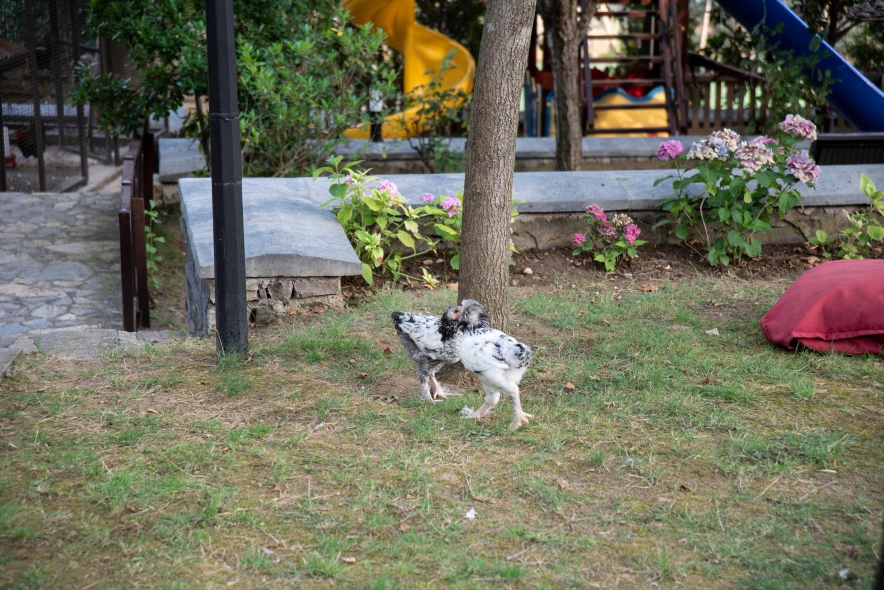 Fener Motel