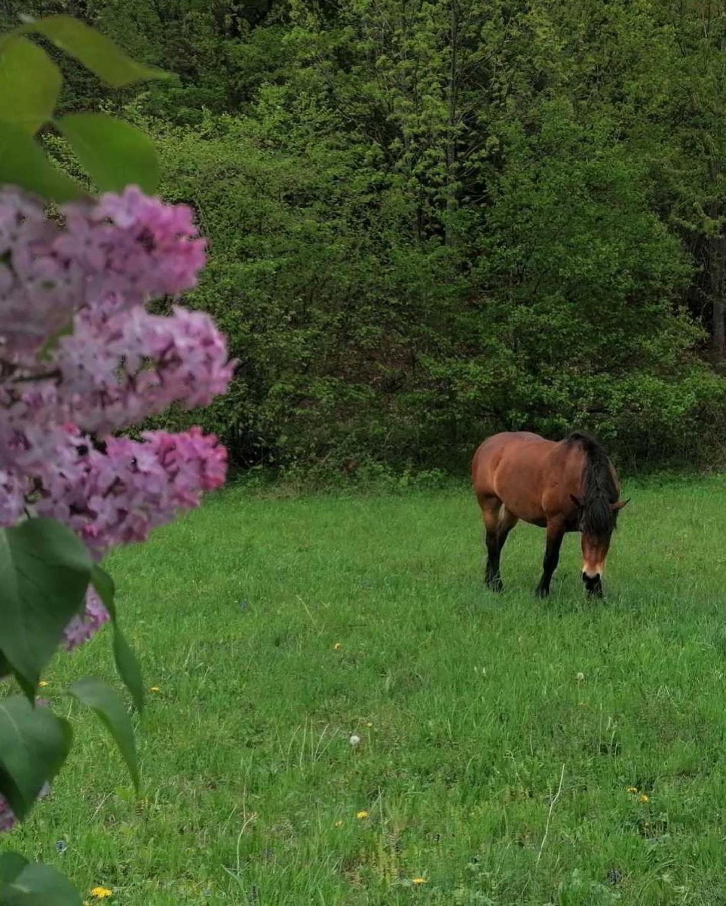 Soko holiday home Bihac