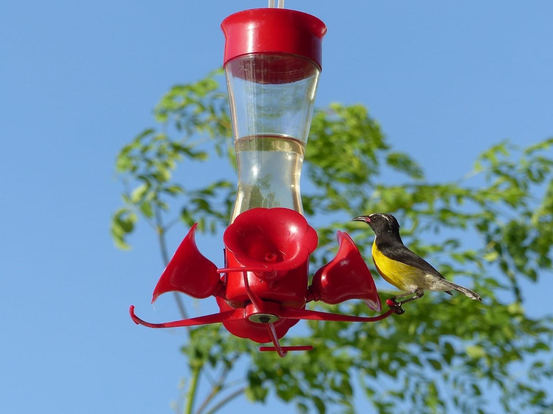 Oiseau de Paradis