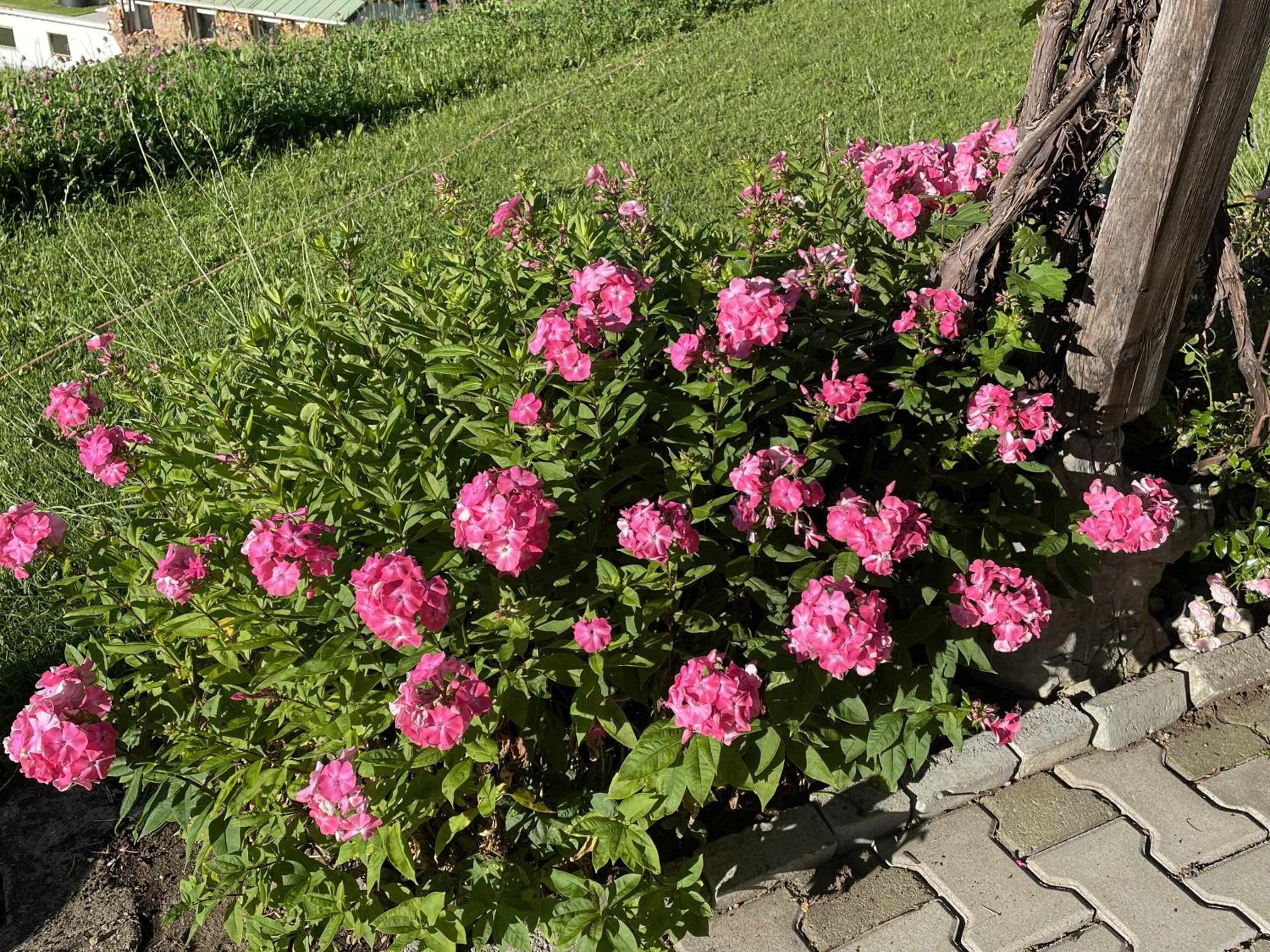Photo 35