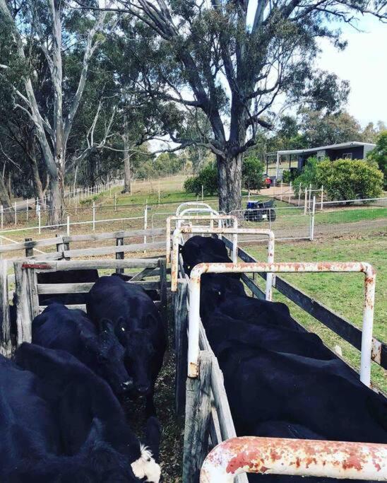 Hickey Vale Farm Lodge Pet Friendly view 4