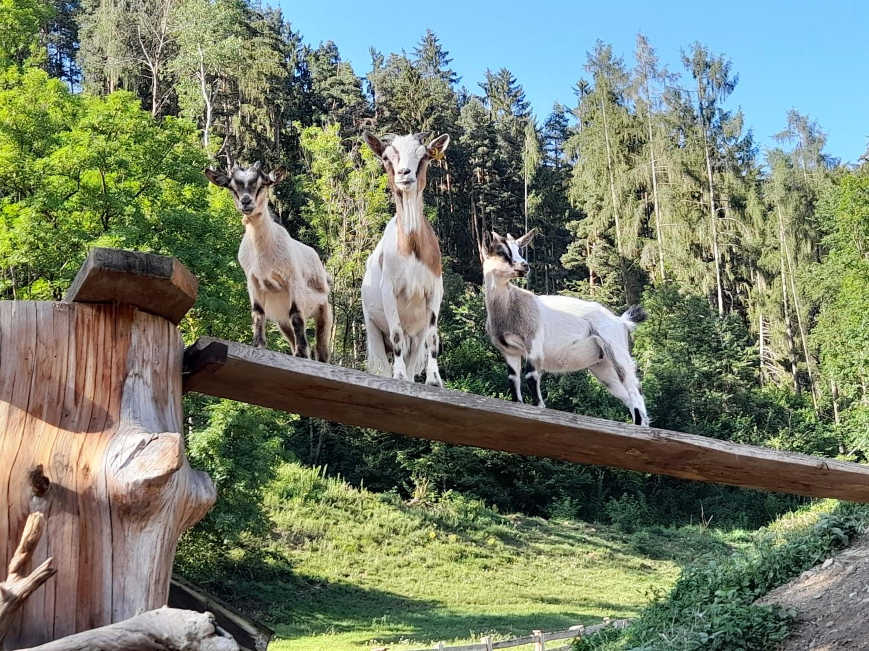 Oberwieserhof App 1