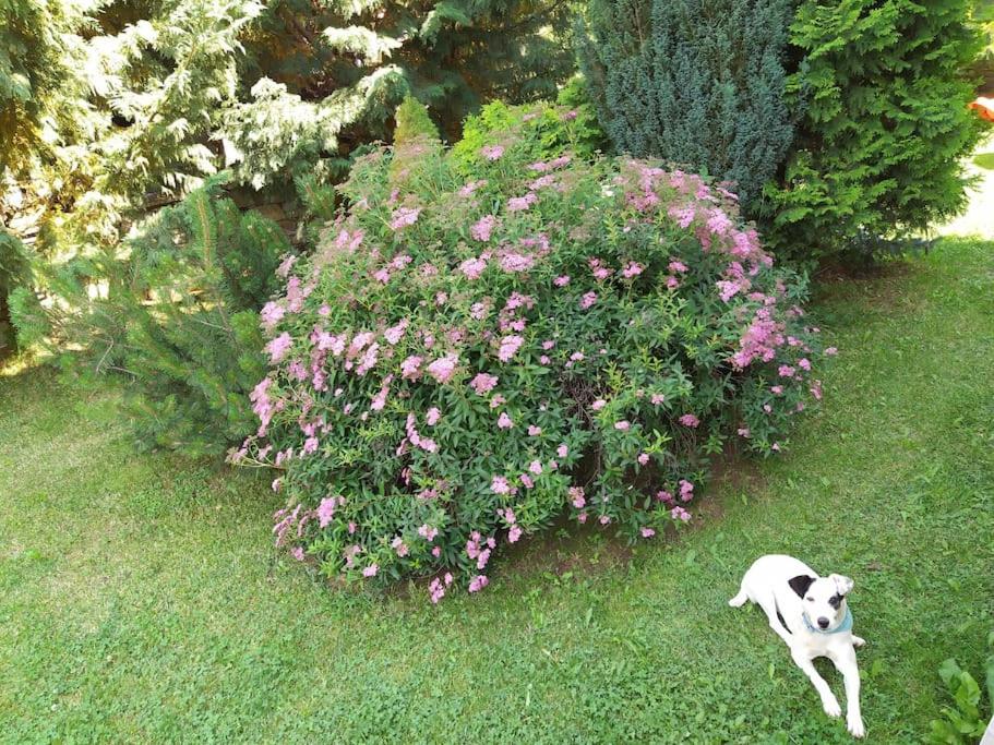 Photo 29