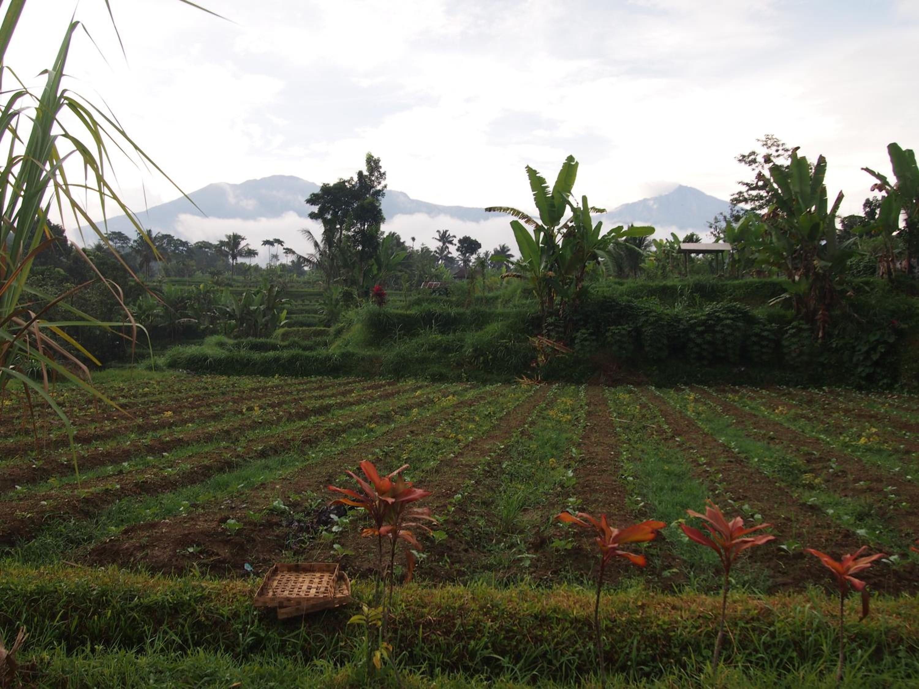 Tetebatu Mountain View Homestay