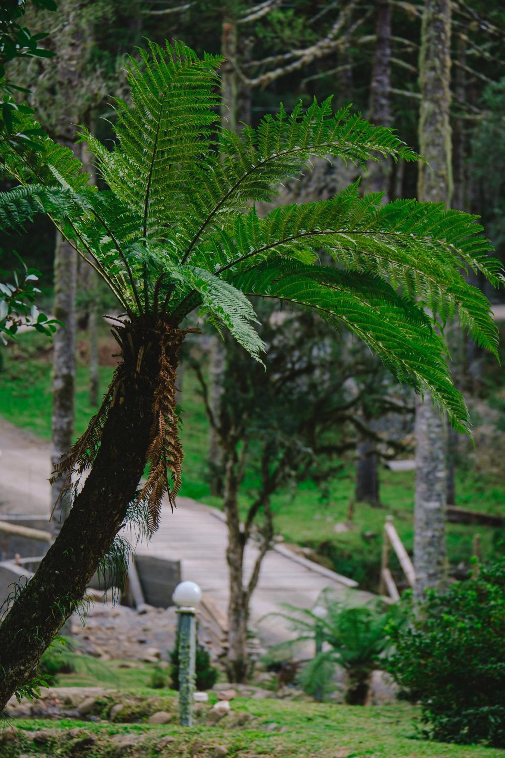 Pousada suite avencal