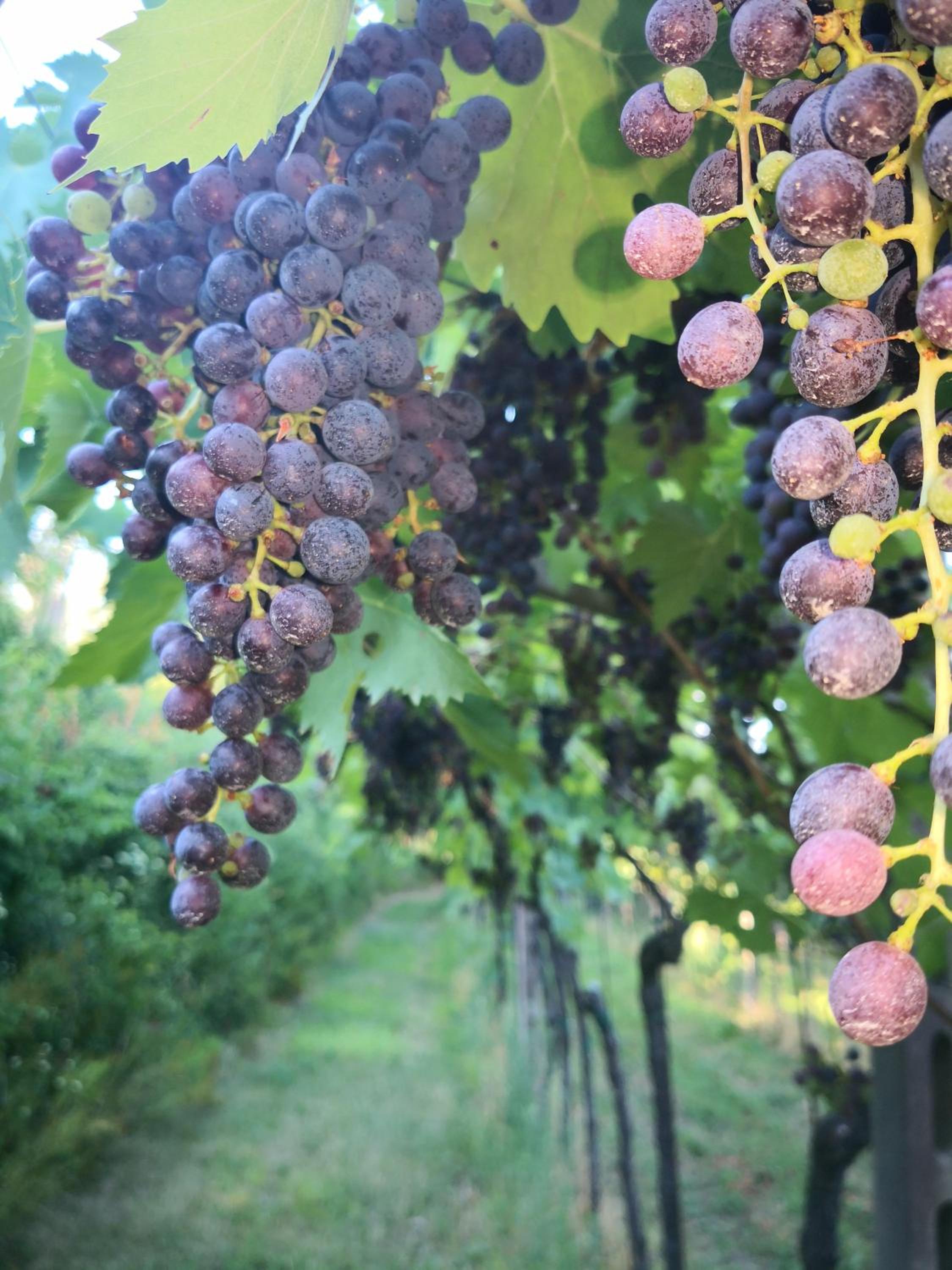 Appartamenti Bellini
