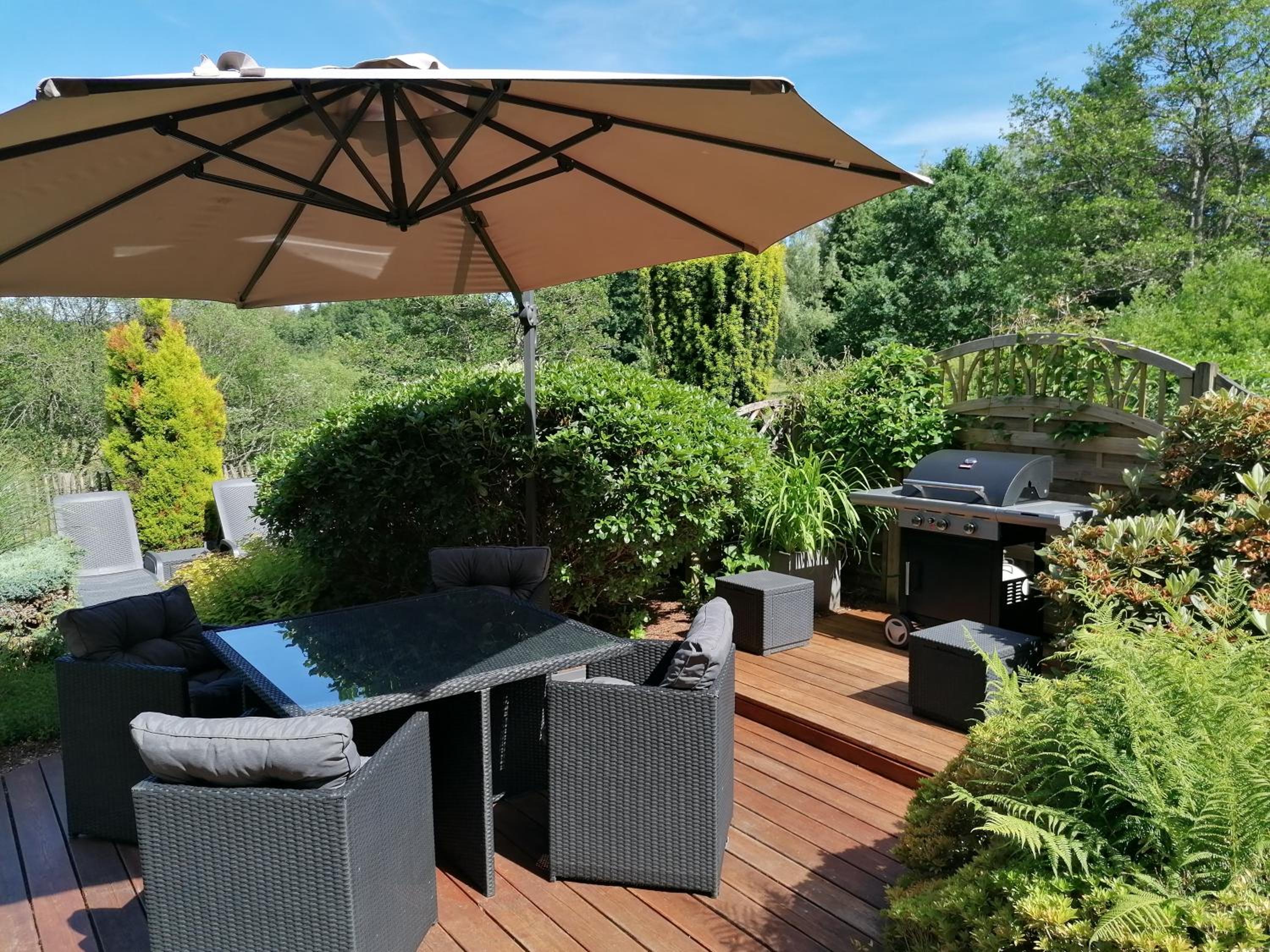 les rainettes