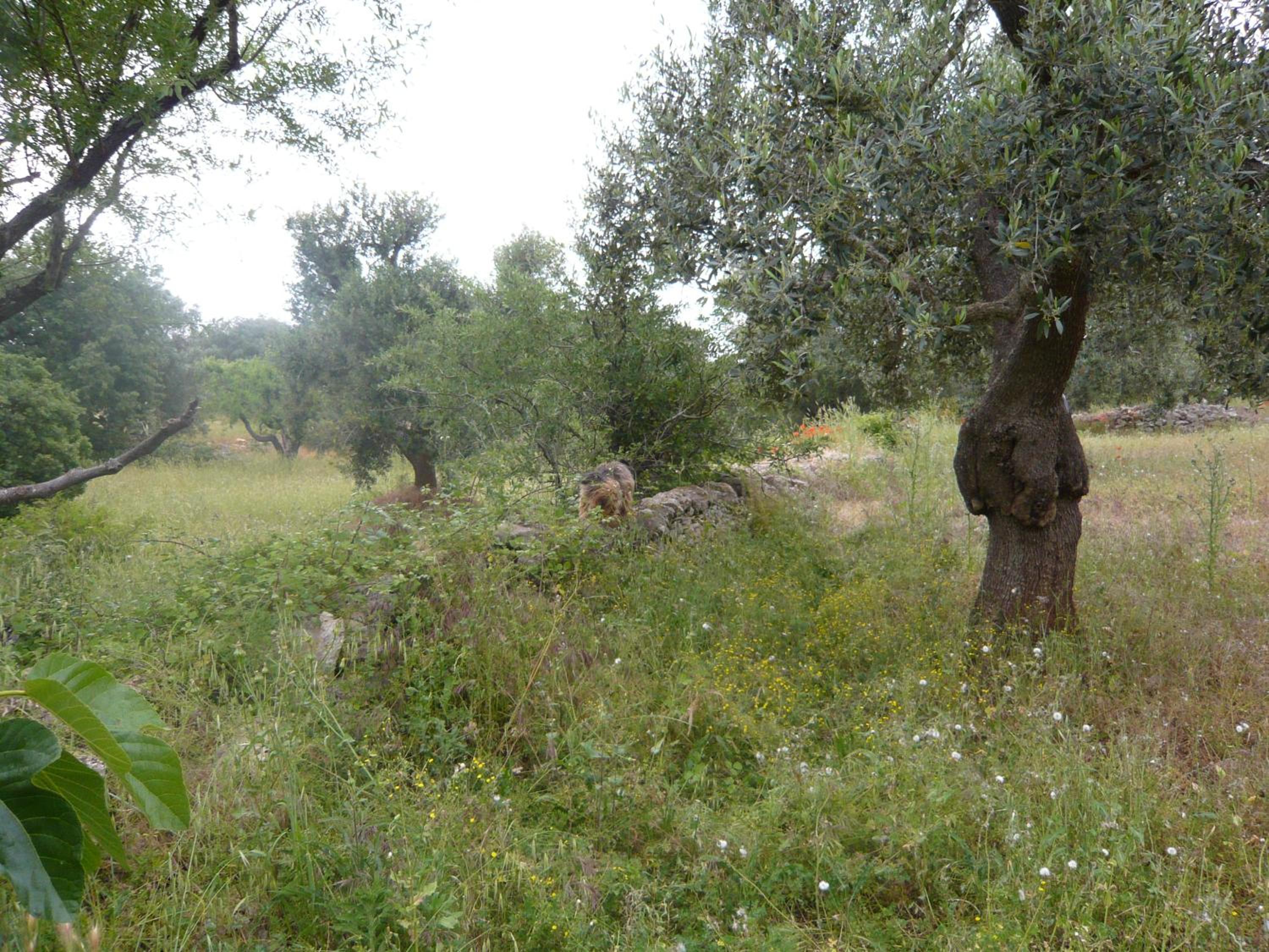 Photo 21