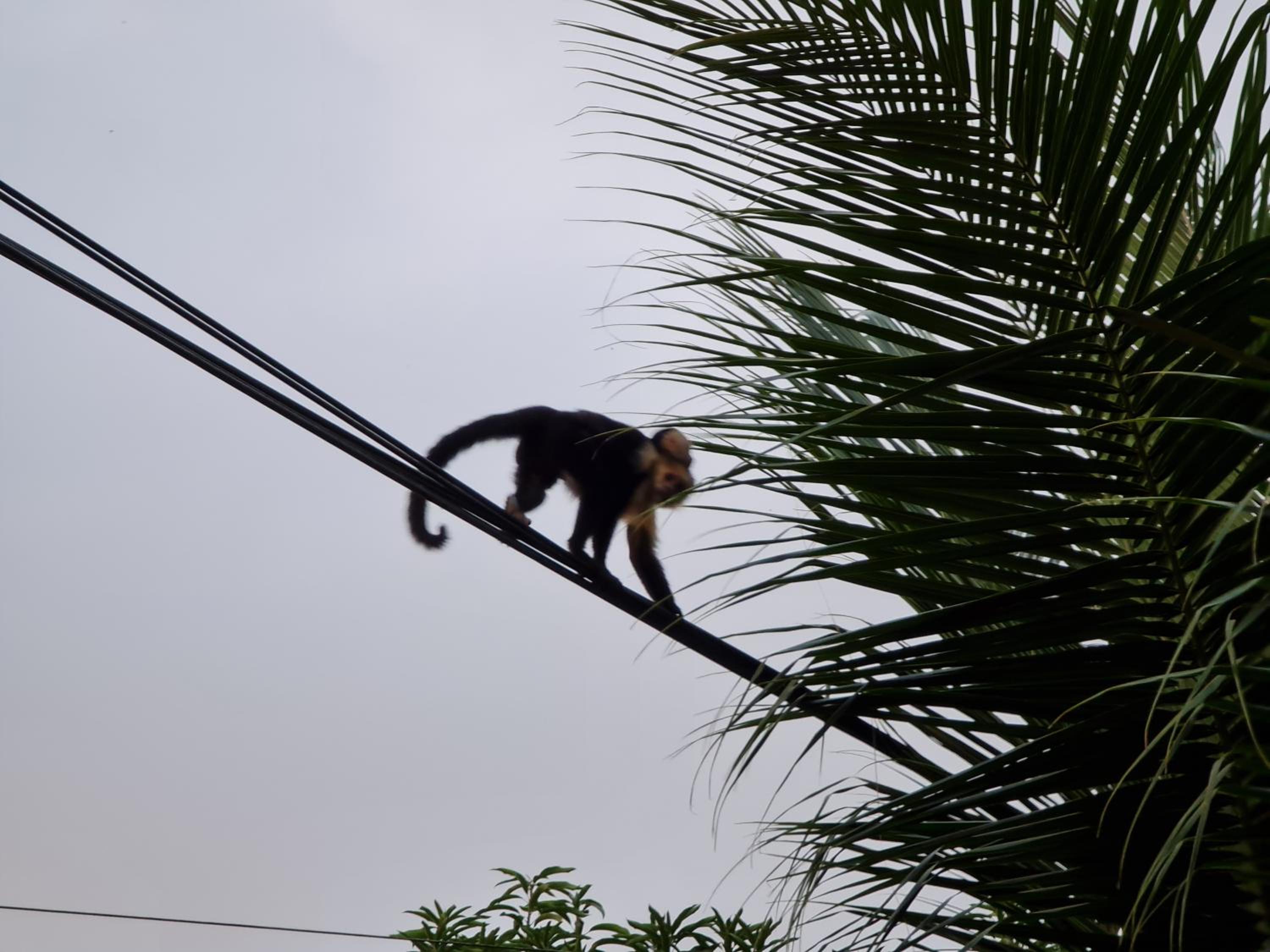 Osa Corcovado Lodge