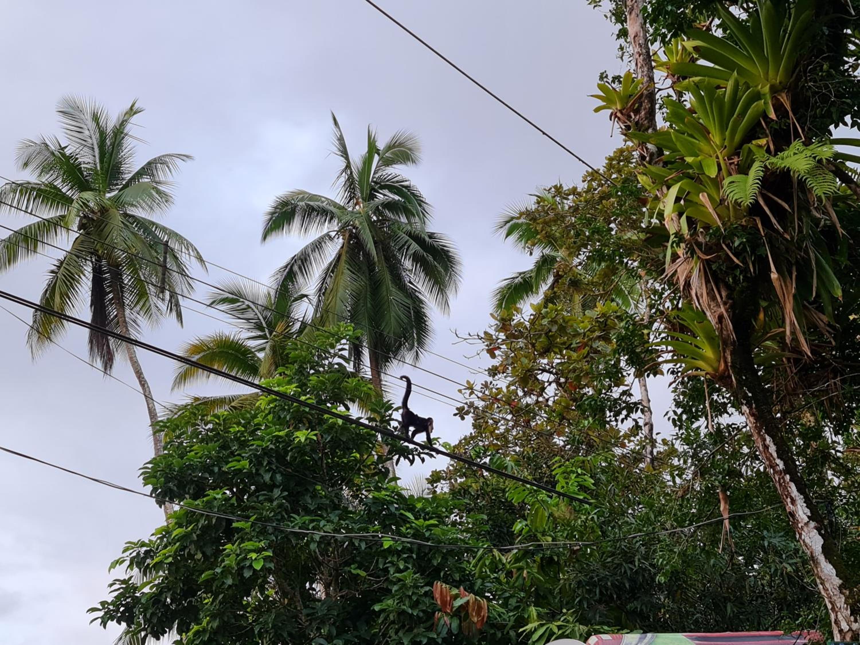 Osa Corcovado Lodge
