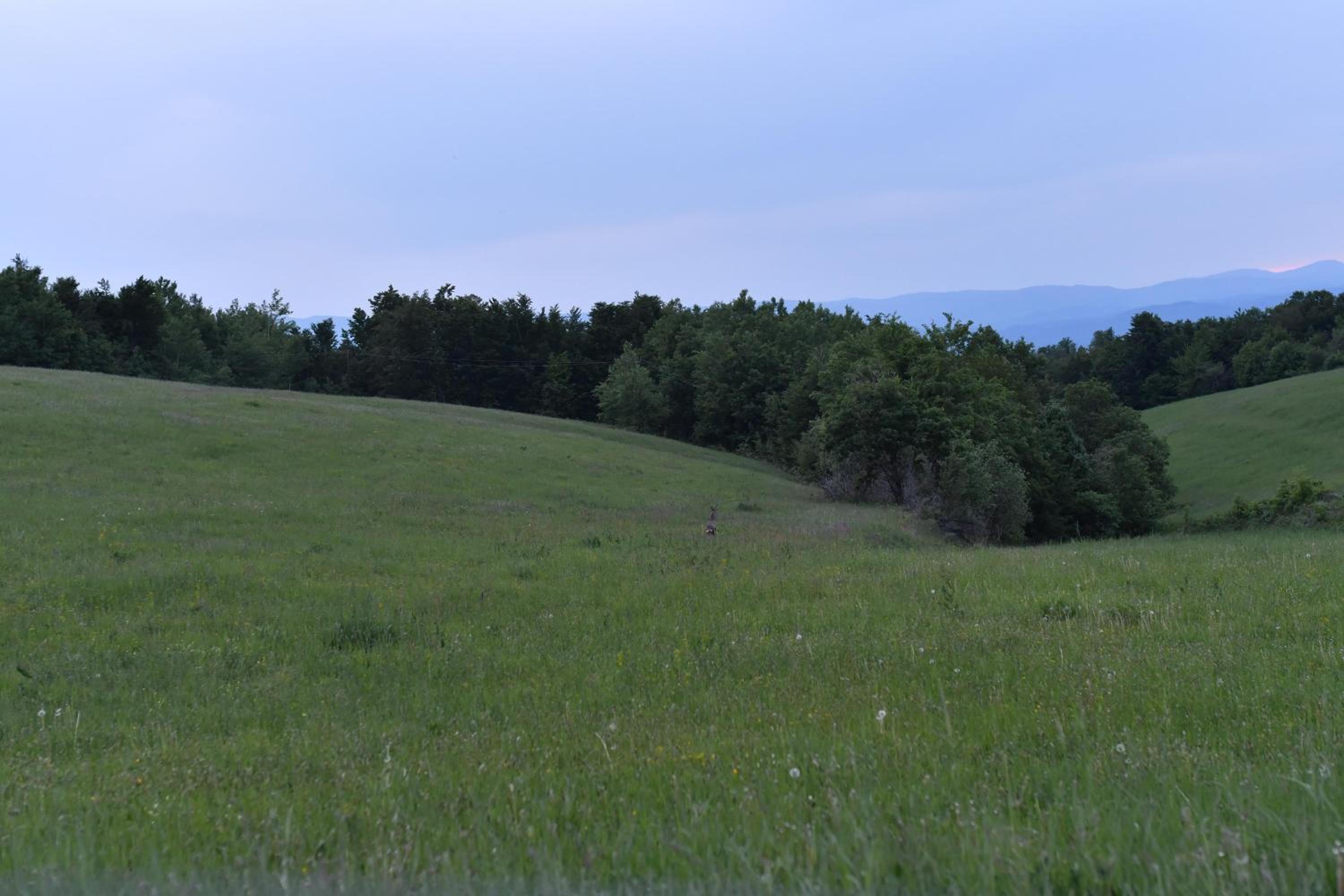 Photo 35
