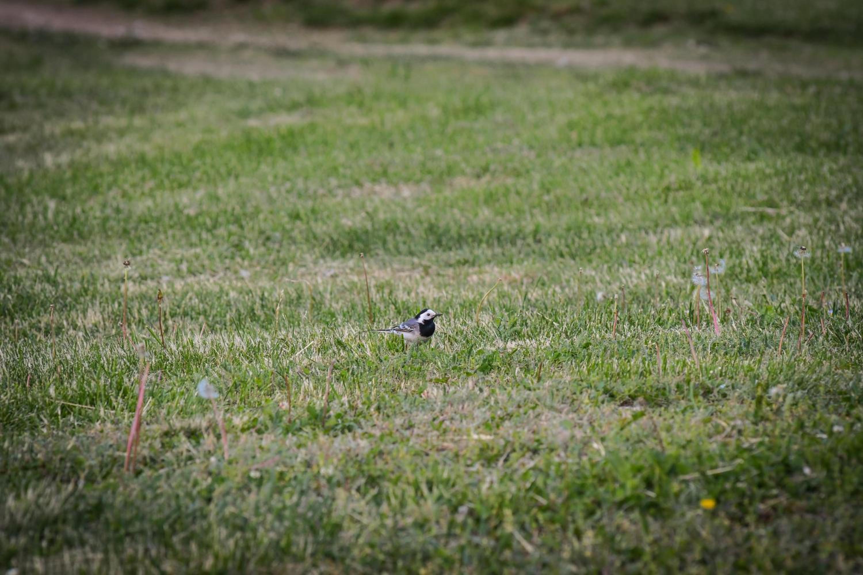 Photo 30
