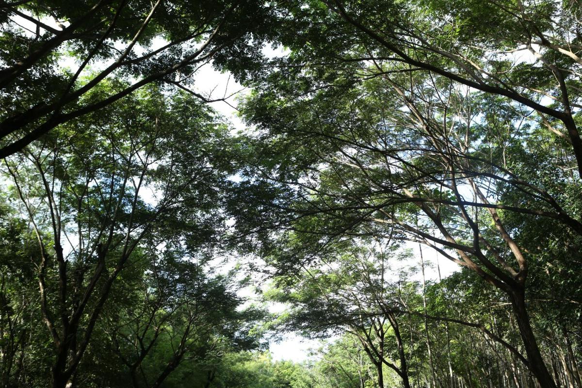 Intercontinental Khao Yai Resort by IHG 74