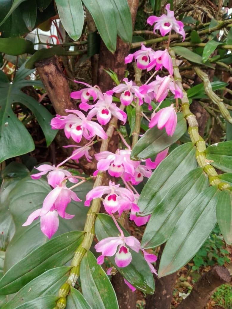 Jorge casa de las Orquídeas
