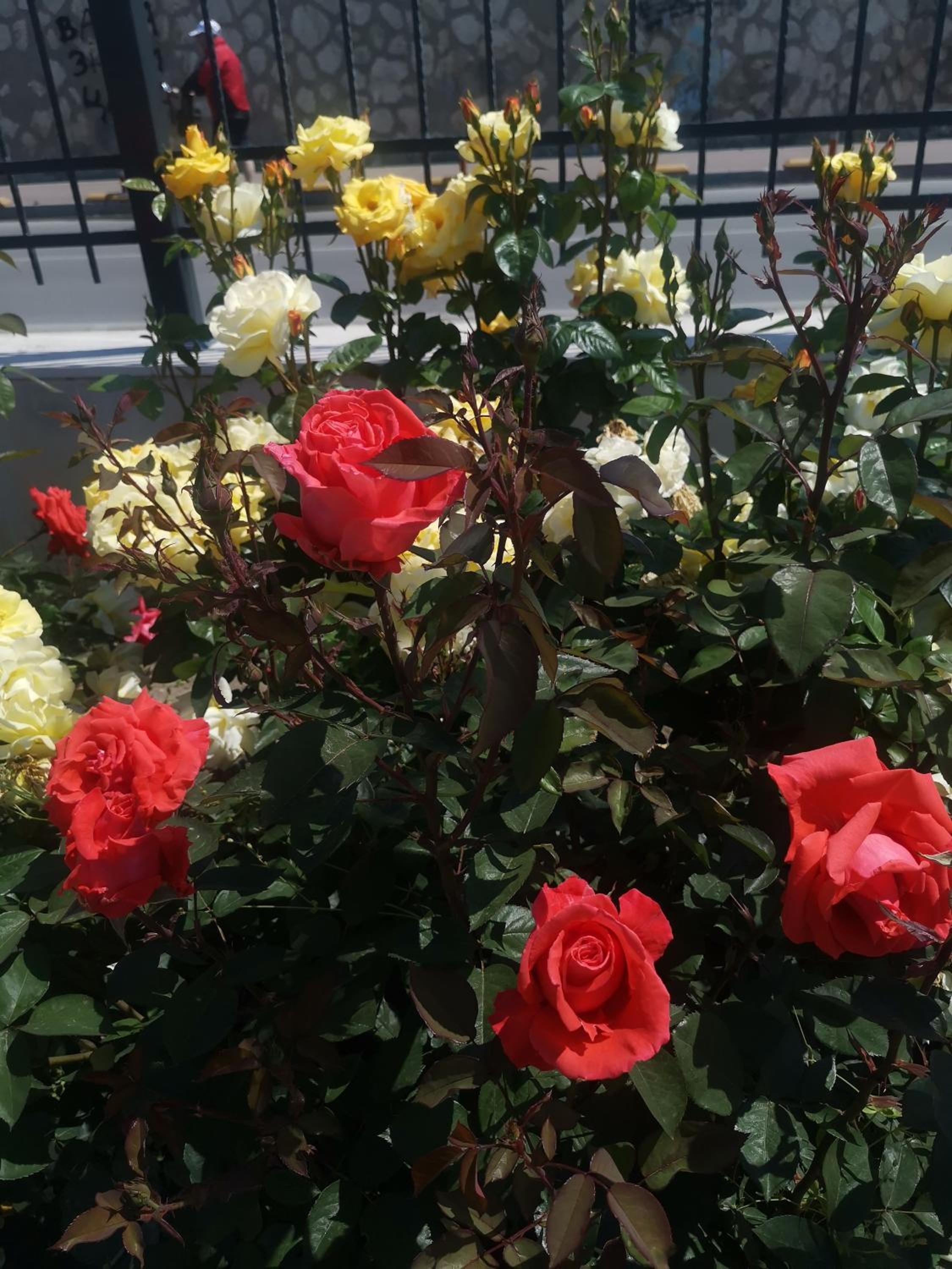 Photo 33