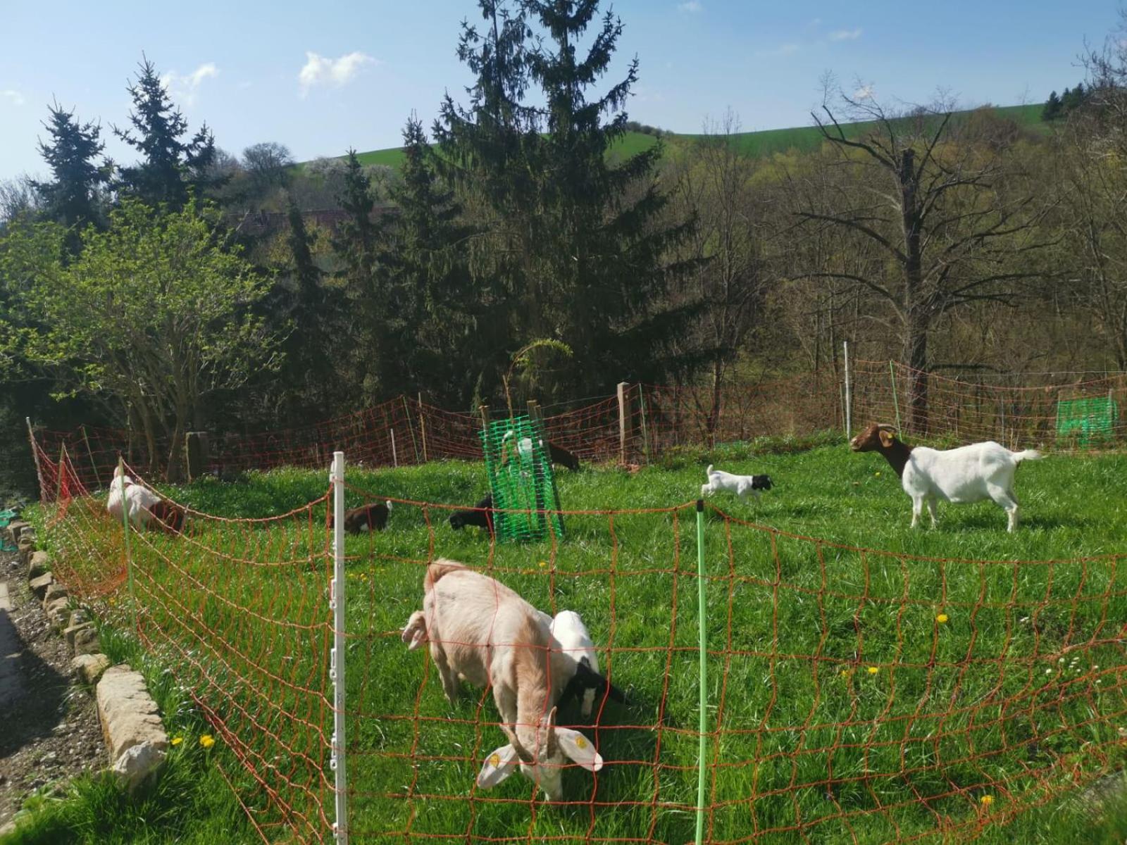 Gutshof und Ferienwohnung Proft