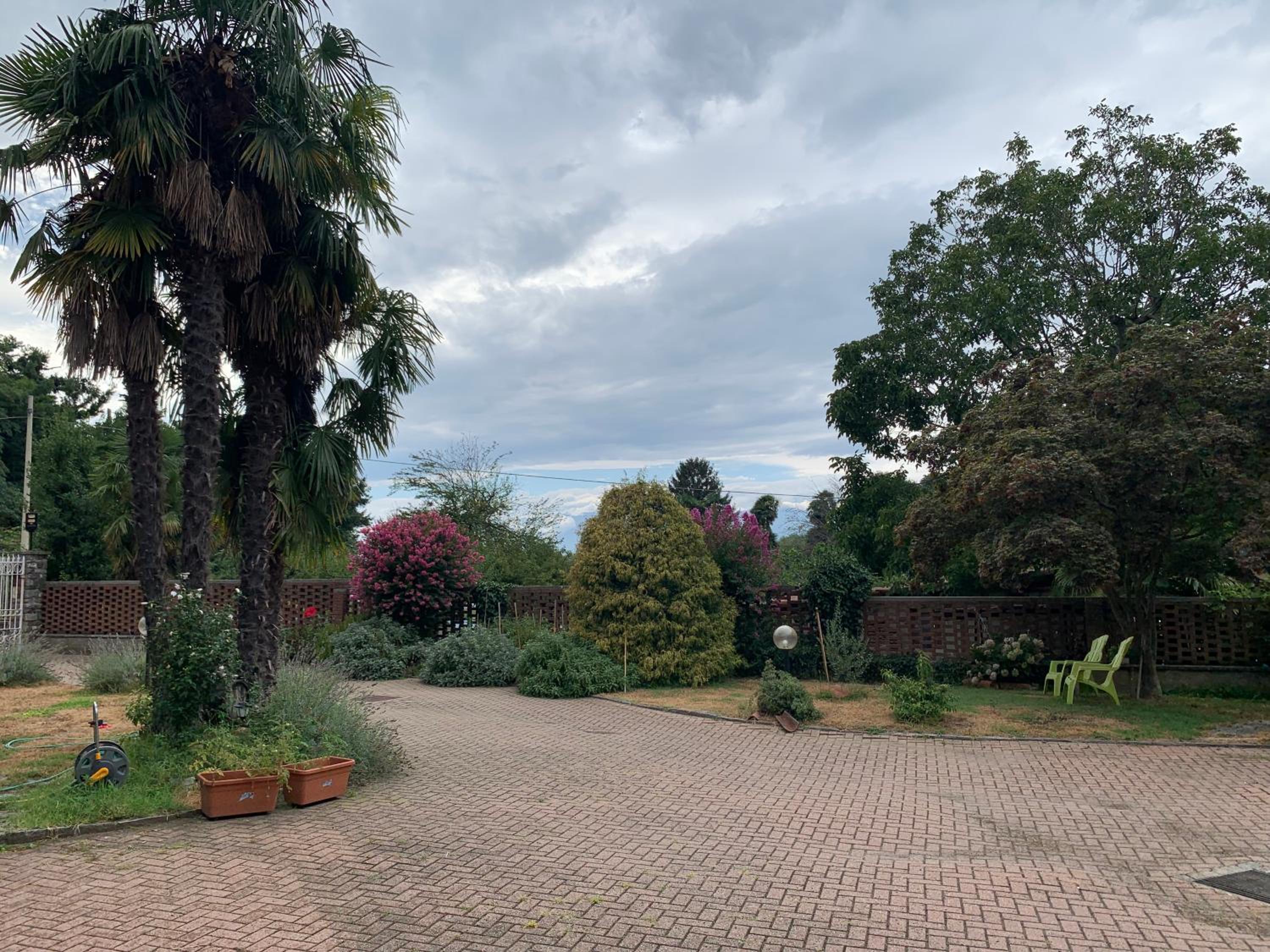 Bouganville