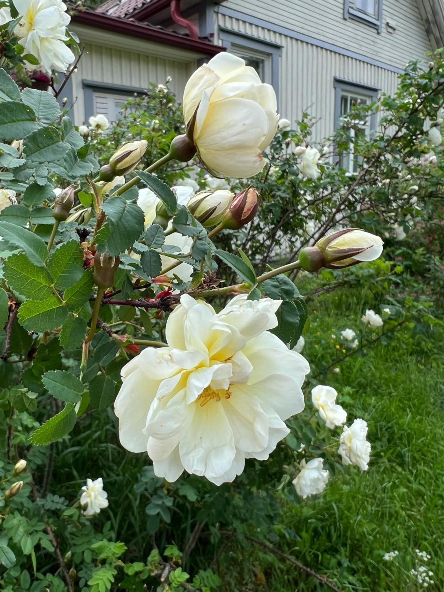 Photo 36