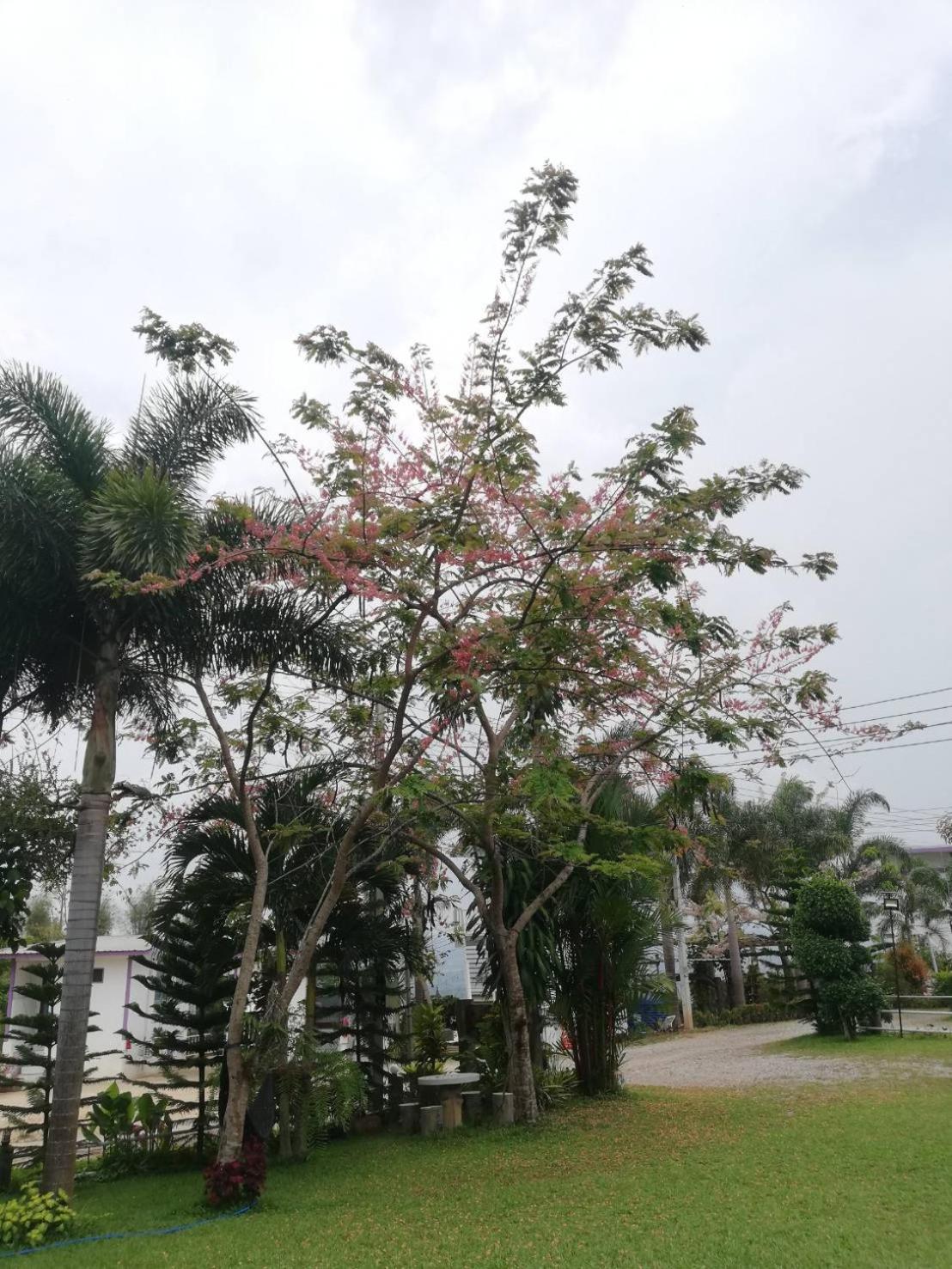 Thanorm Rak Resort