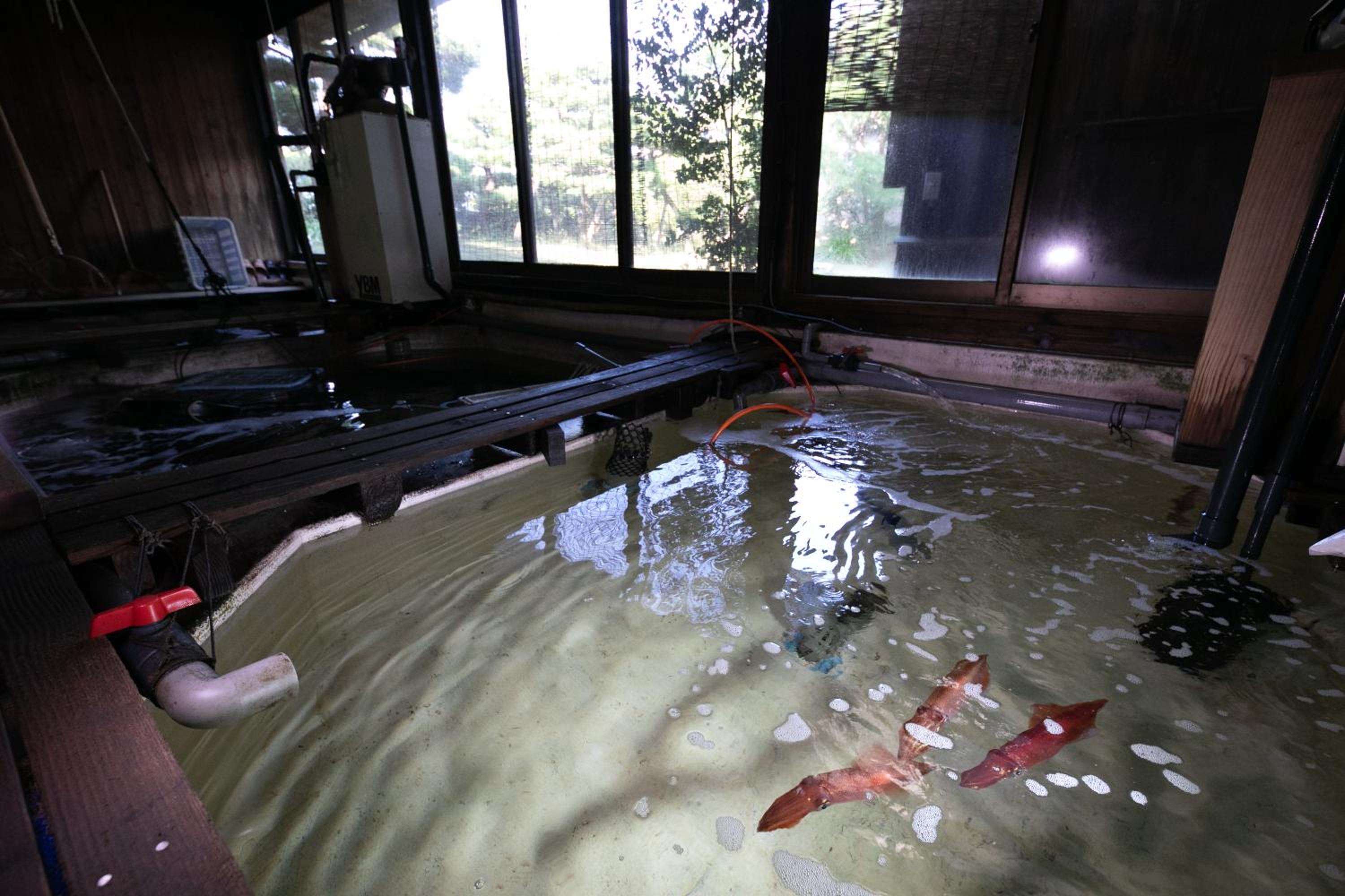 Mizuno Ryokan