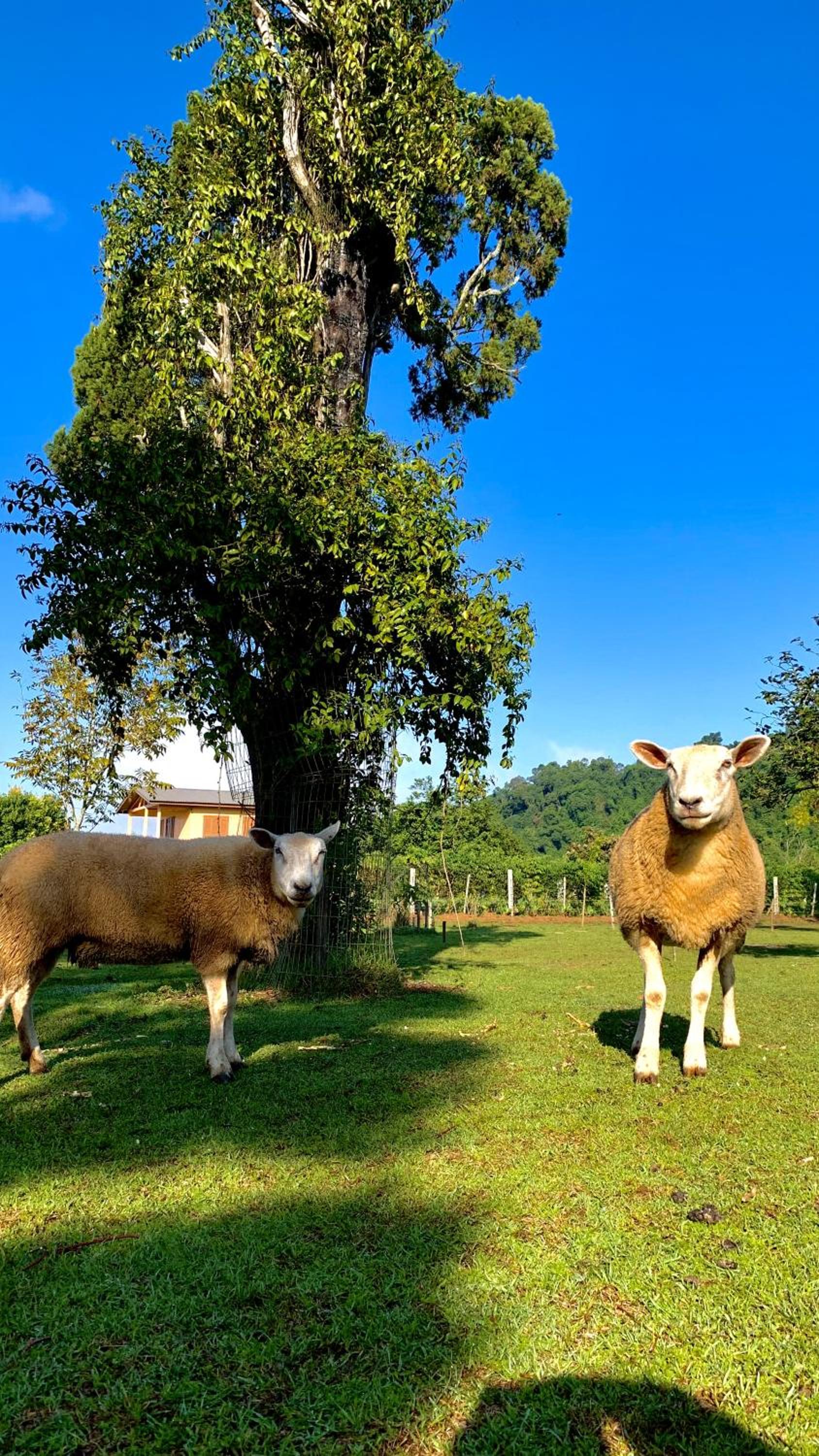 Hospedagem Bela Roça - Lareira, Passeio a cavalo, ovelhas