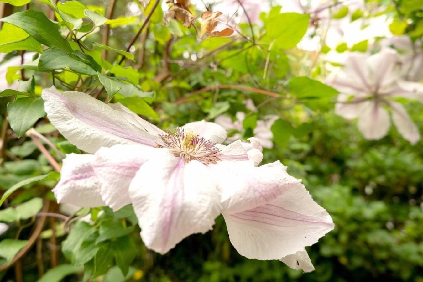 Photo 42