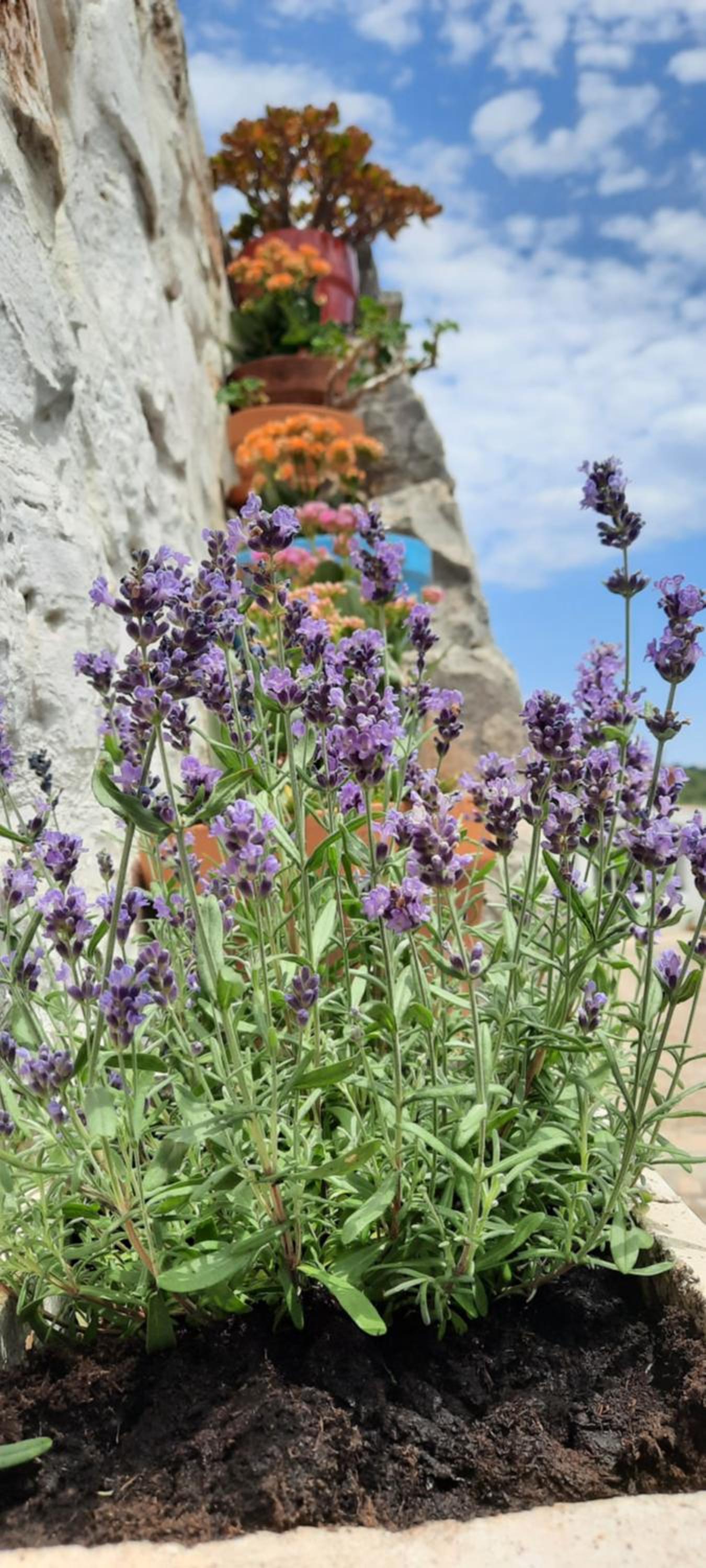 TRULLO PIETRAPOESIA
