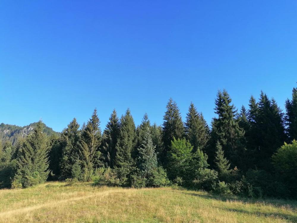 Photo 45