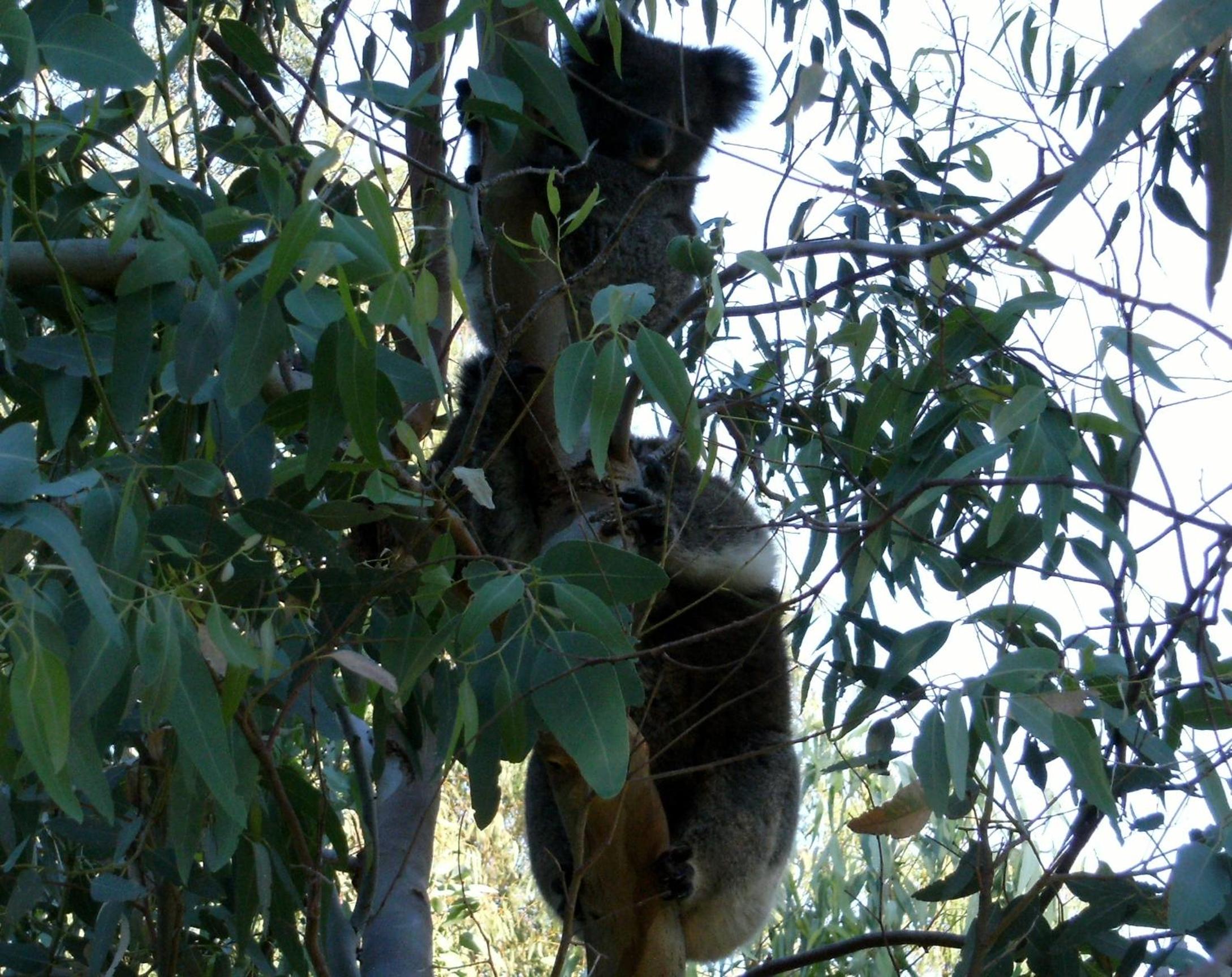Friends at McLaren Vale