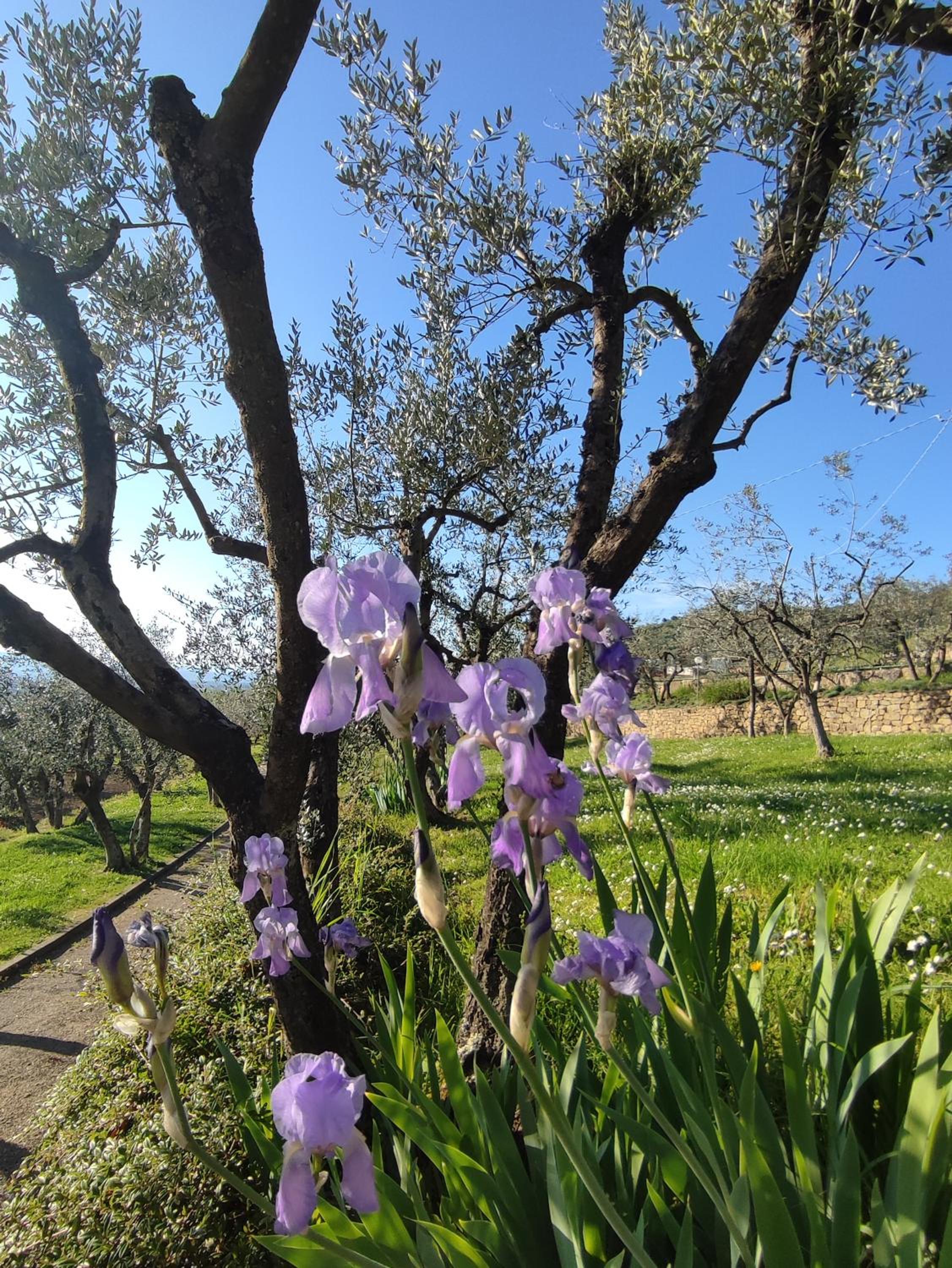 Agriturismo Cafaggio Primo