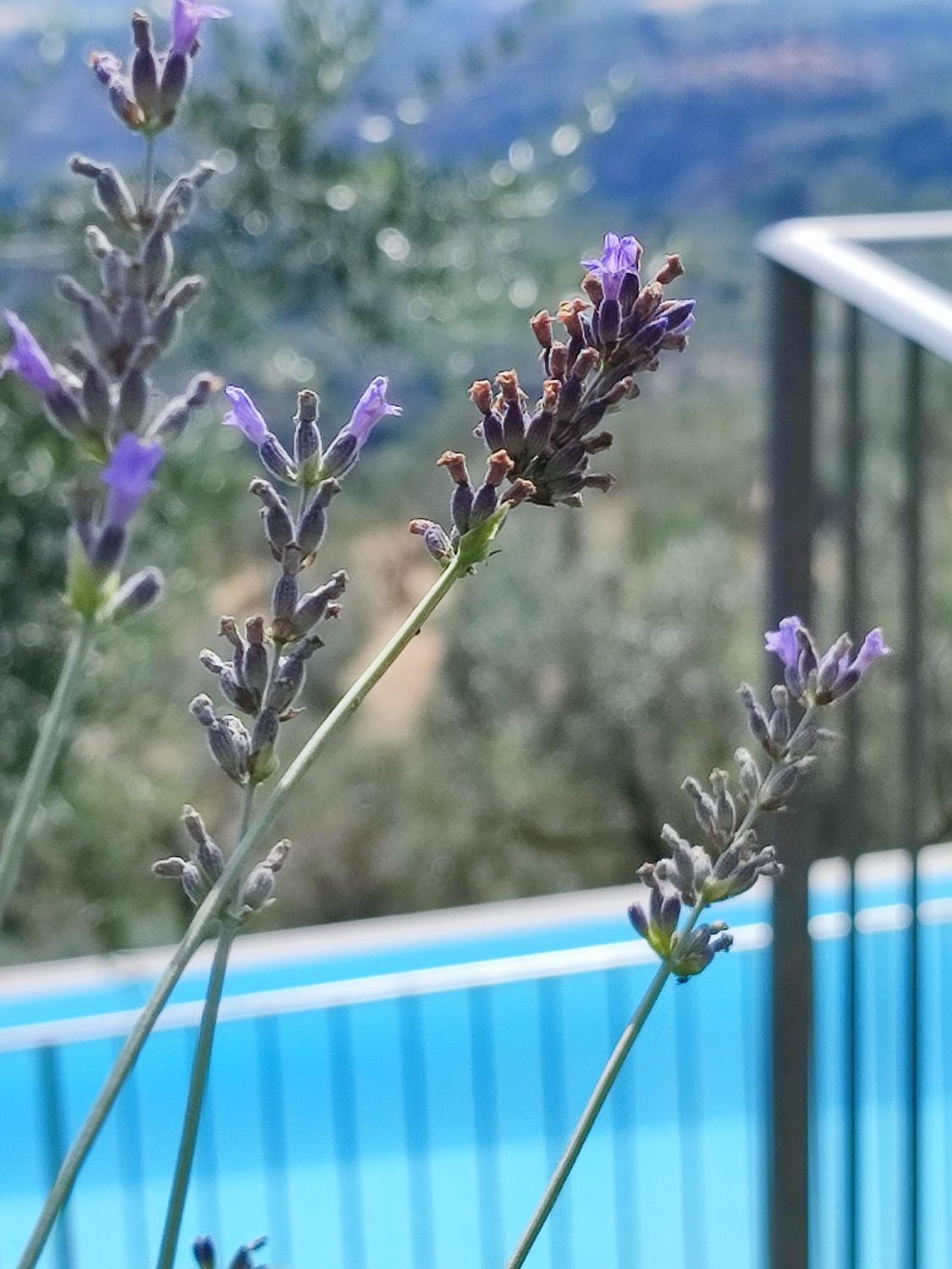 Agriturismo Cafaggio Primo