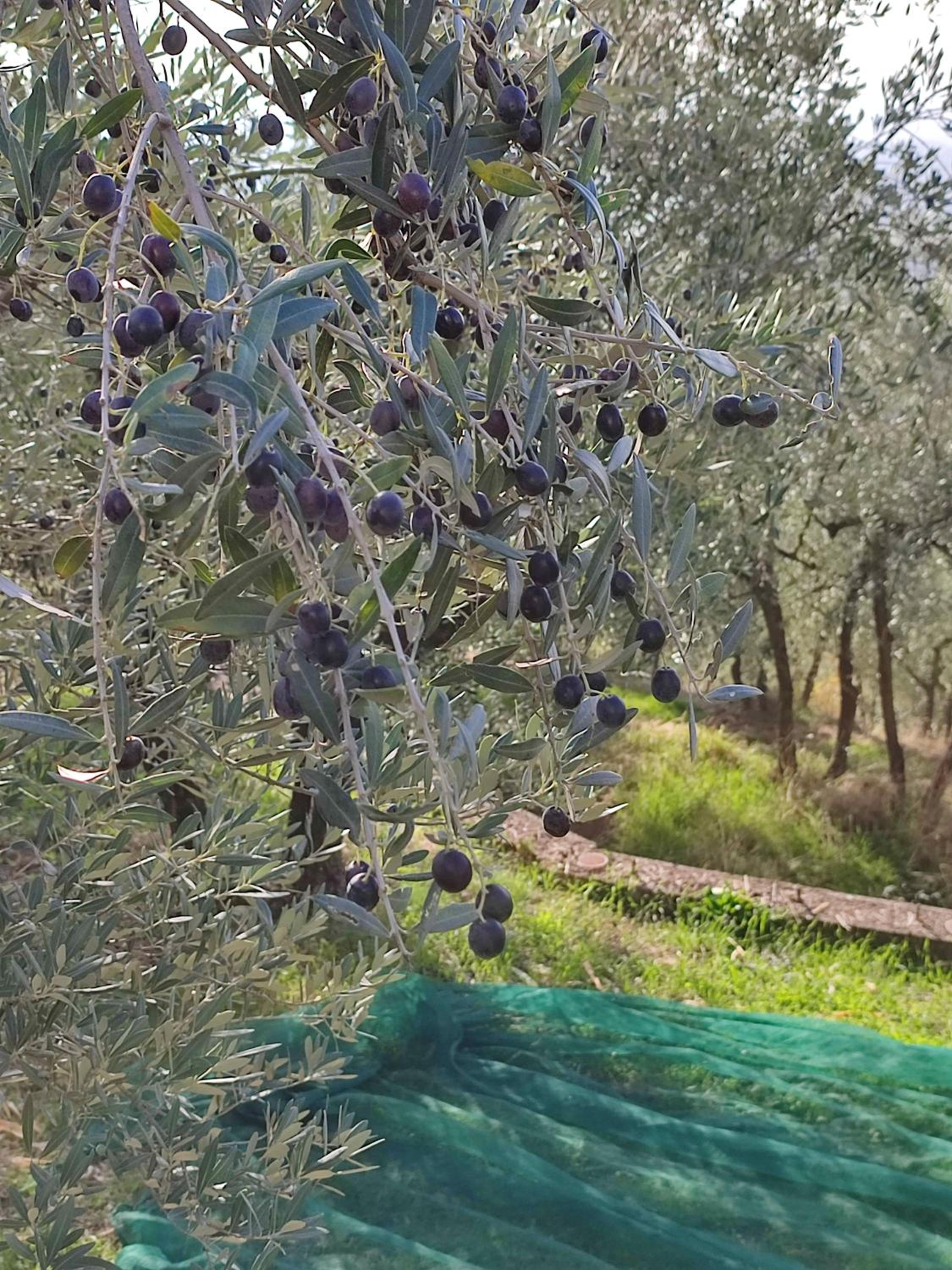 Agriturismo Cafaggio Primo