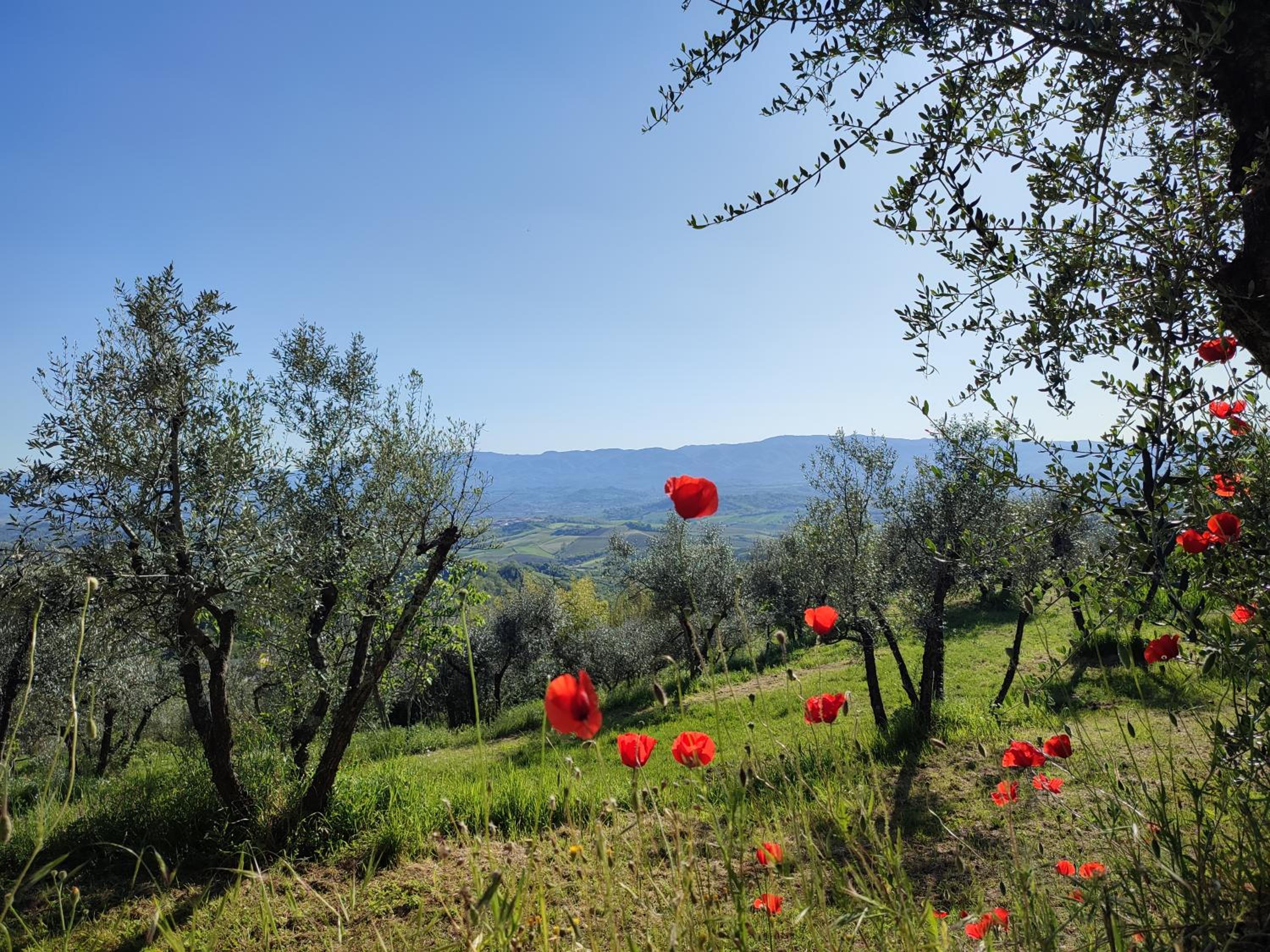 Agriturismo Cafaggio Primo