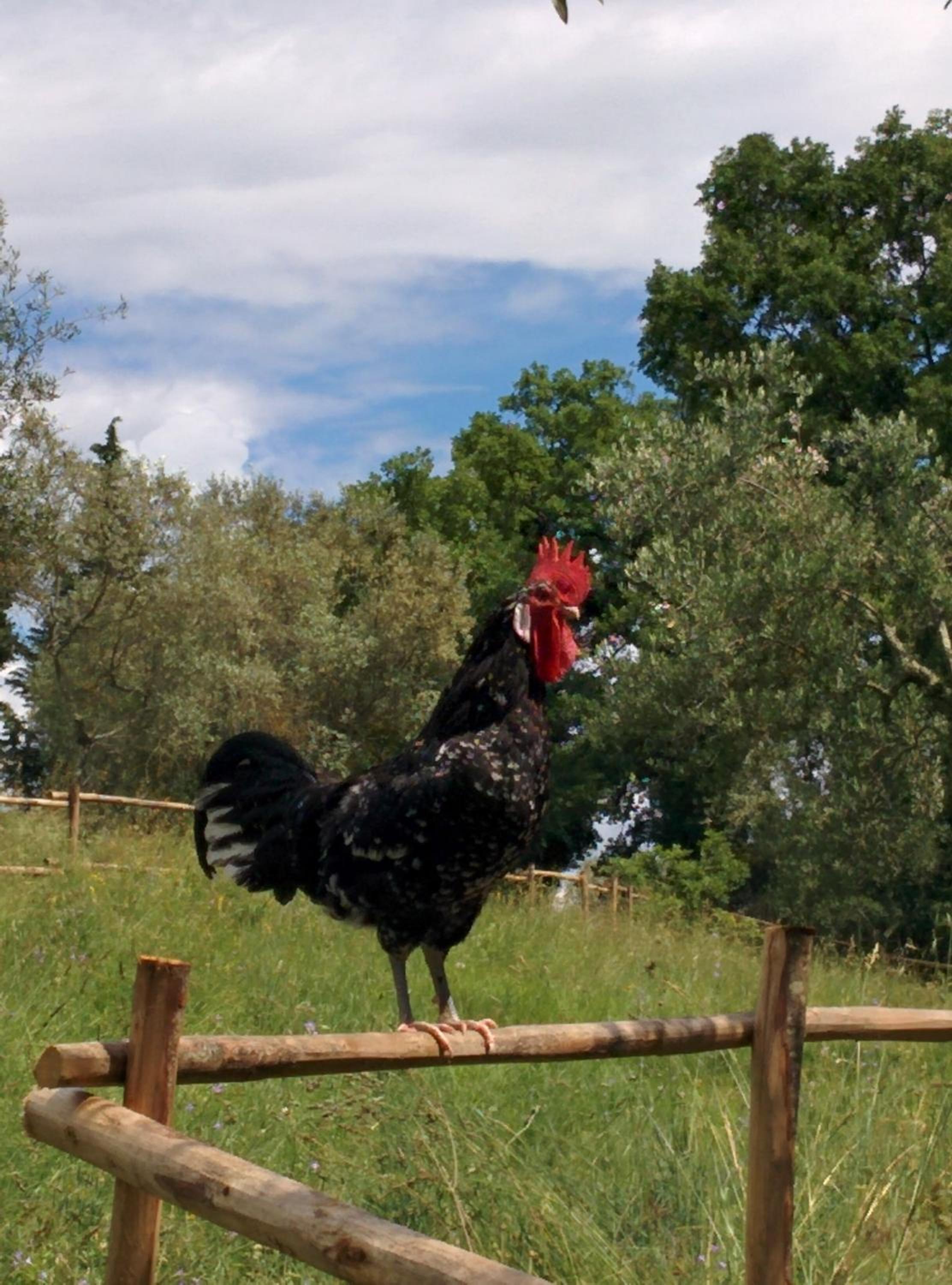 Agriturismo L'Accolta