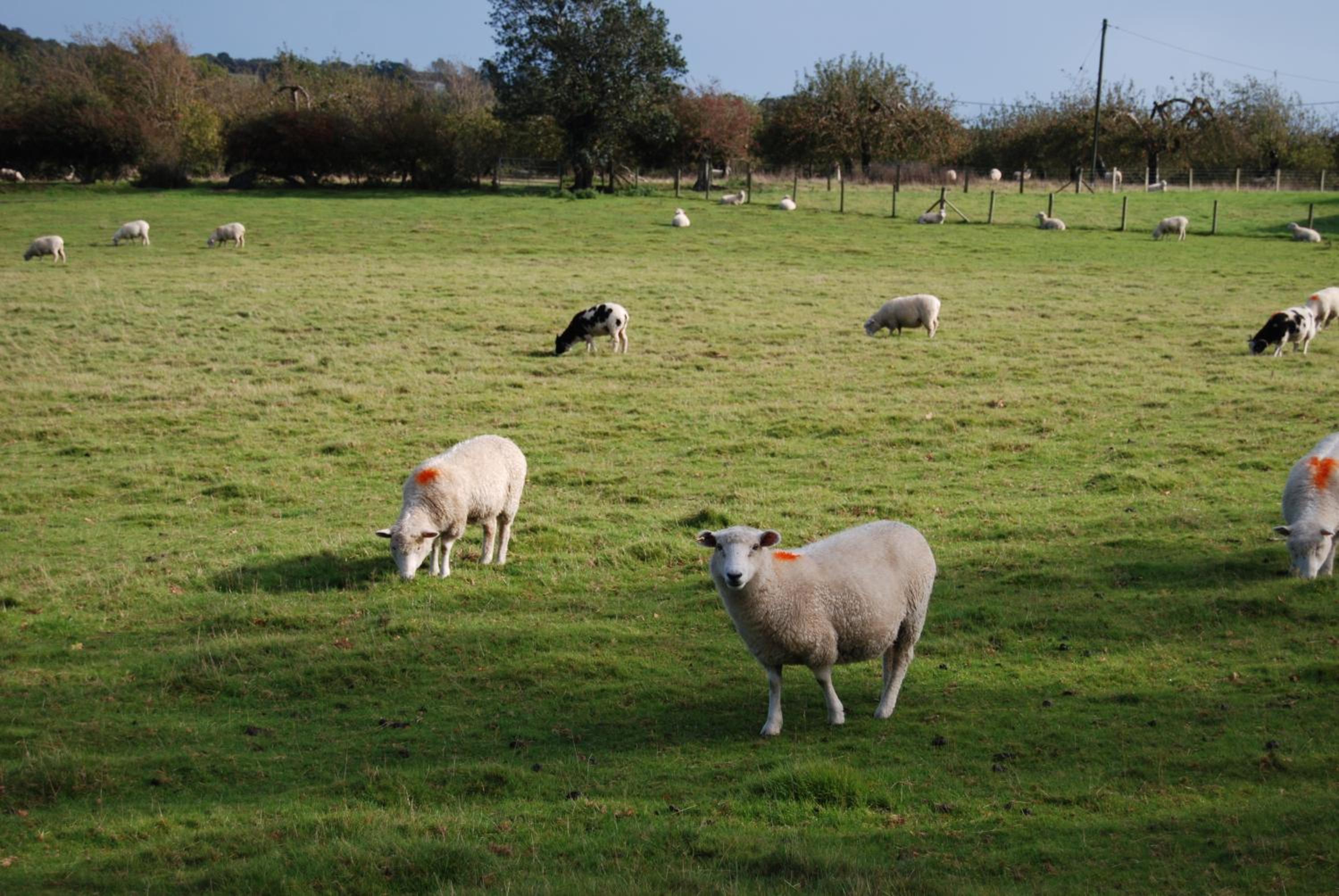 Hare & Hounds Bed & Breakfast