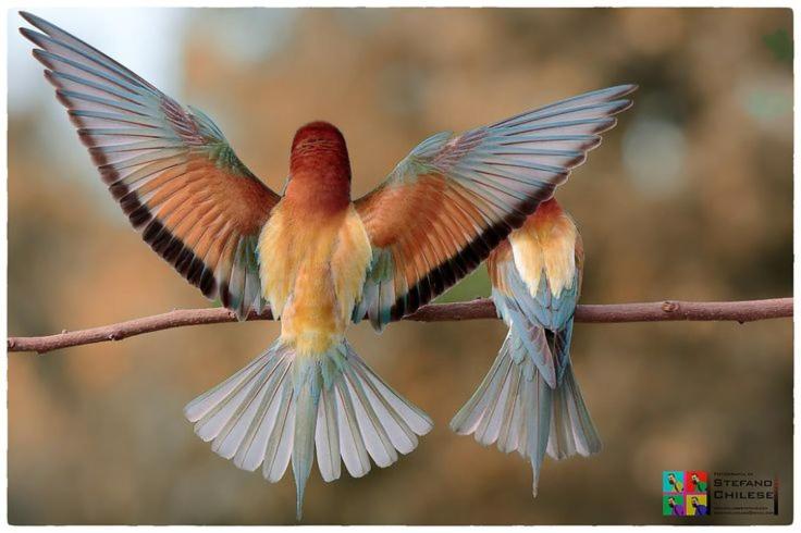 PETTOCANNELLA photo 4