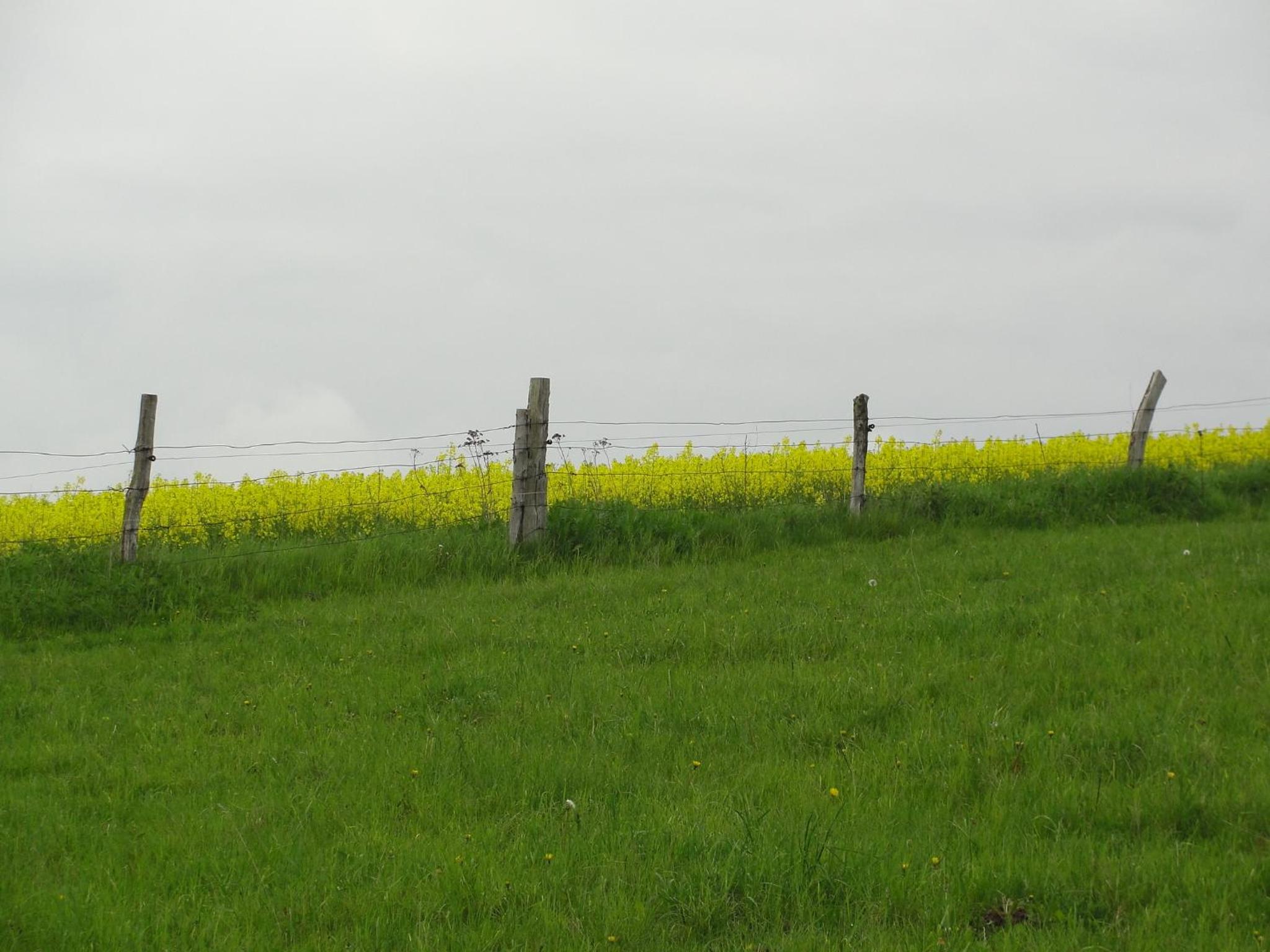 Photo 42