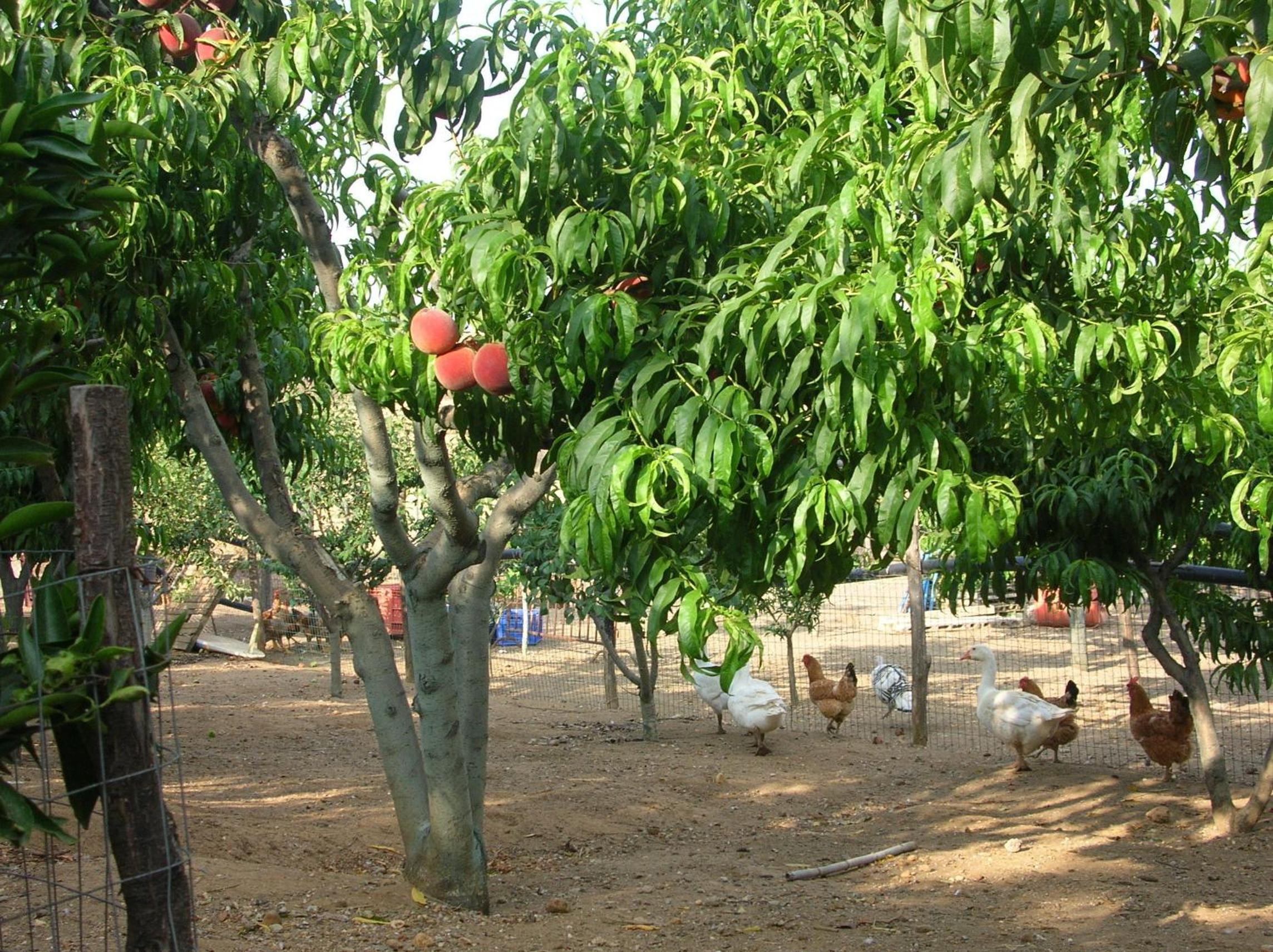Photo 42