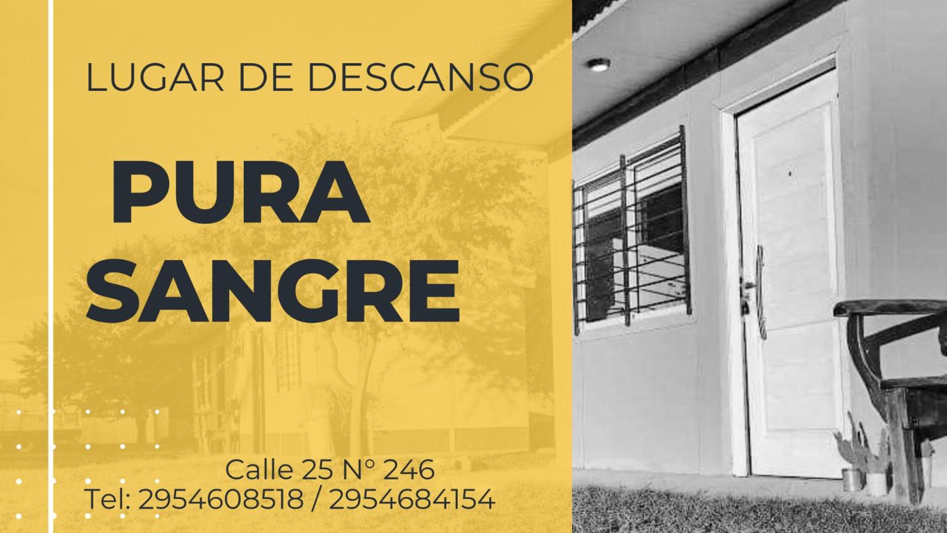 PURA SANGRE